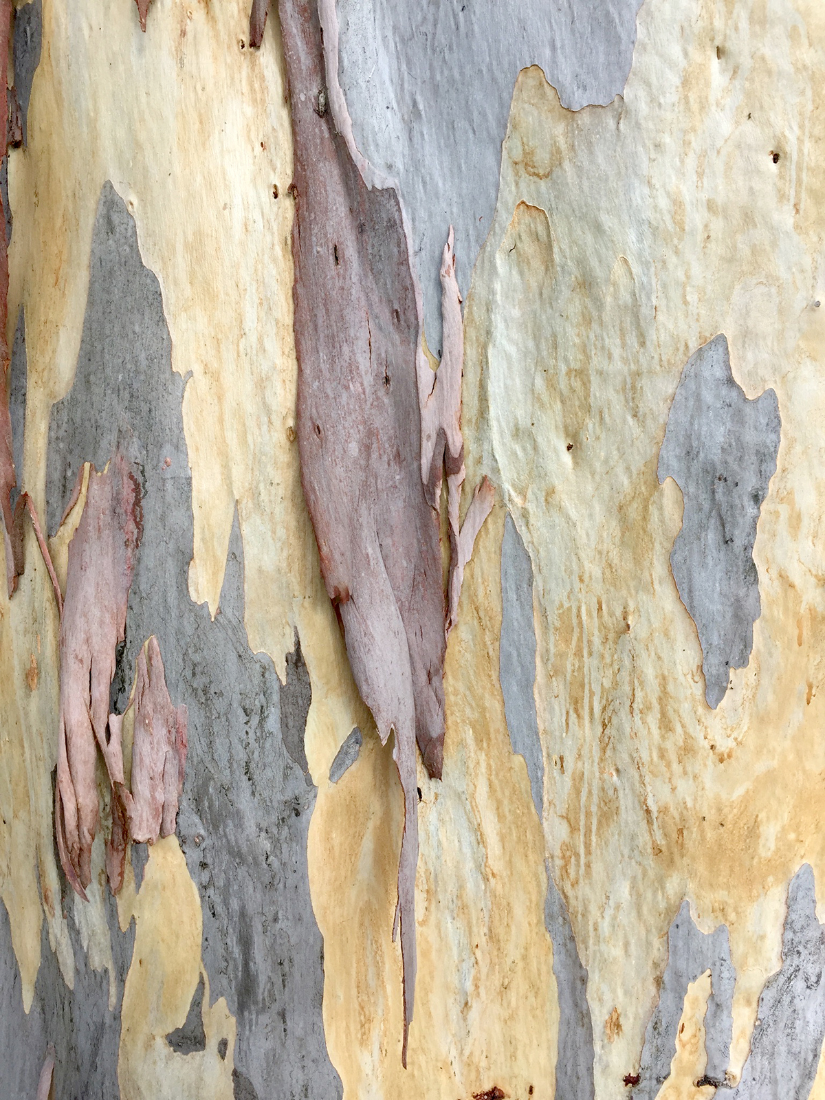 gum-tree-bark.jpg