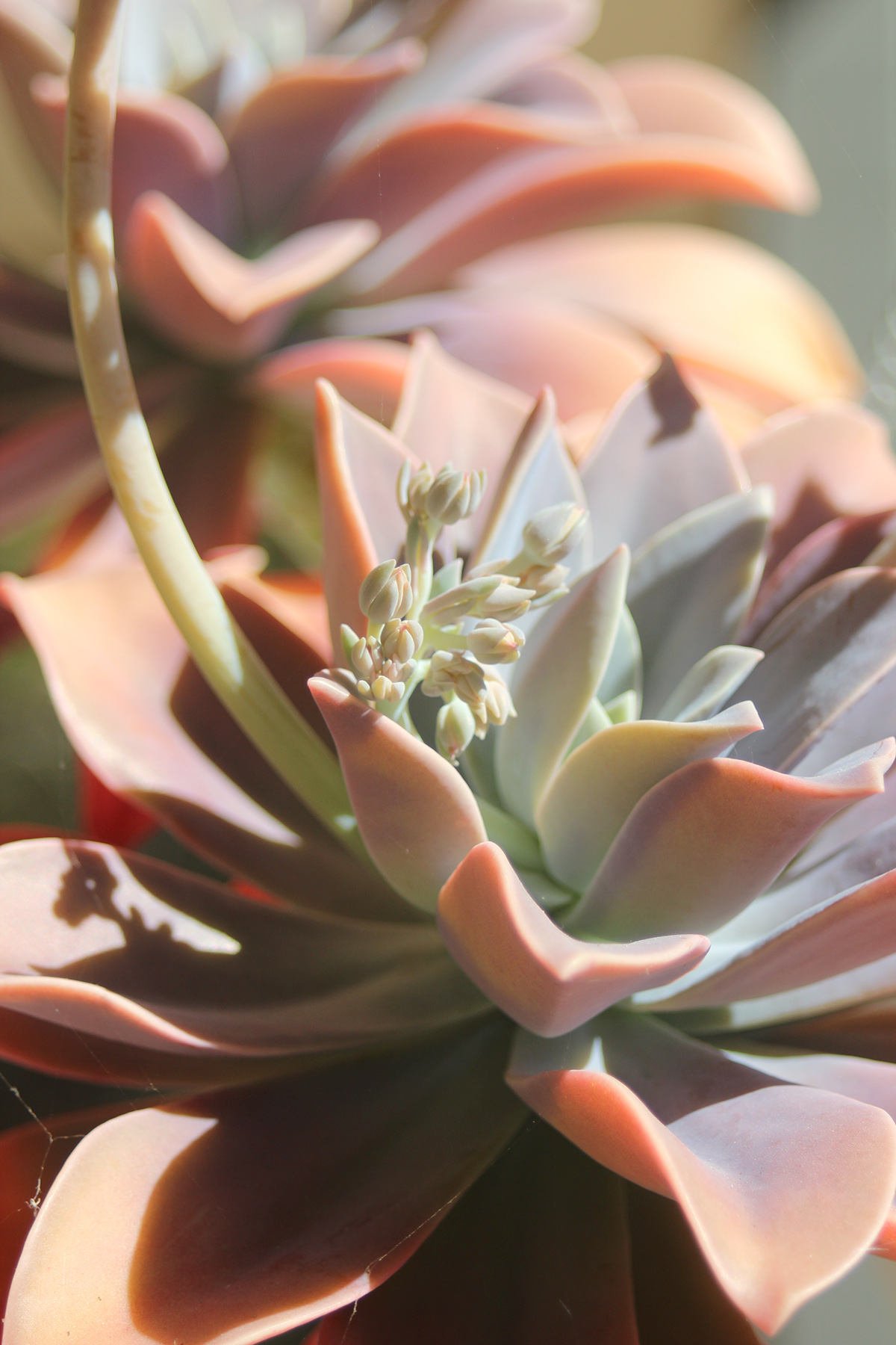 succulent-inspiration.jpg