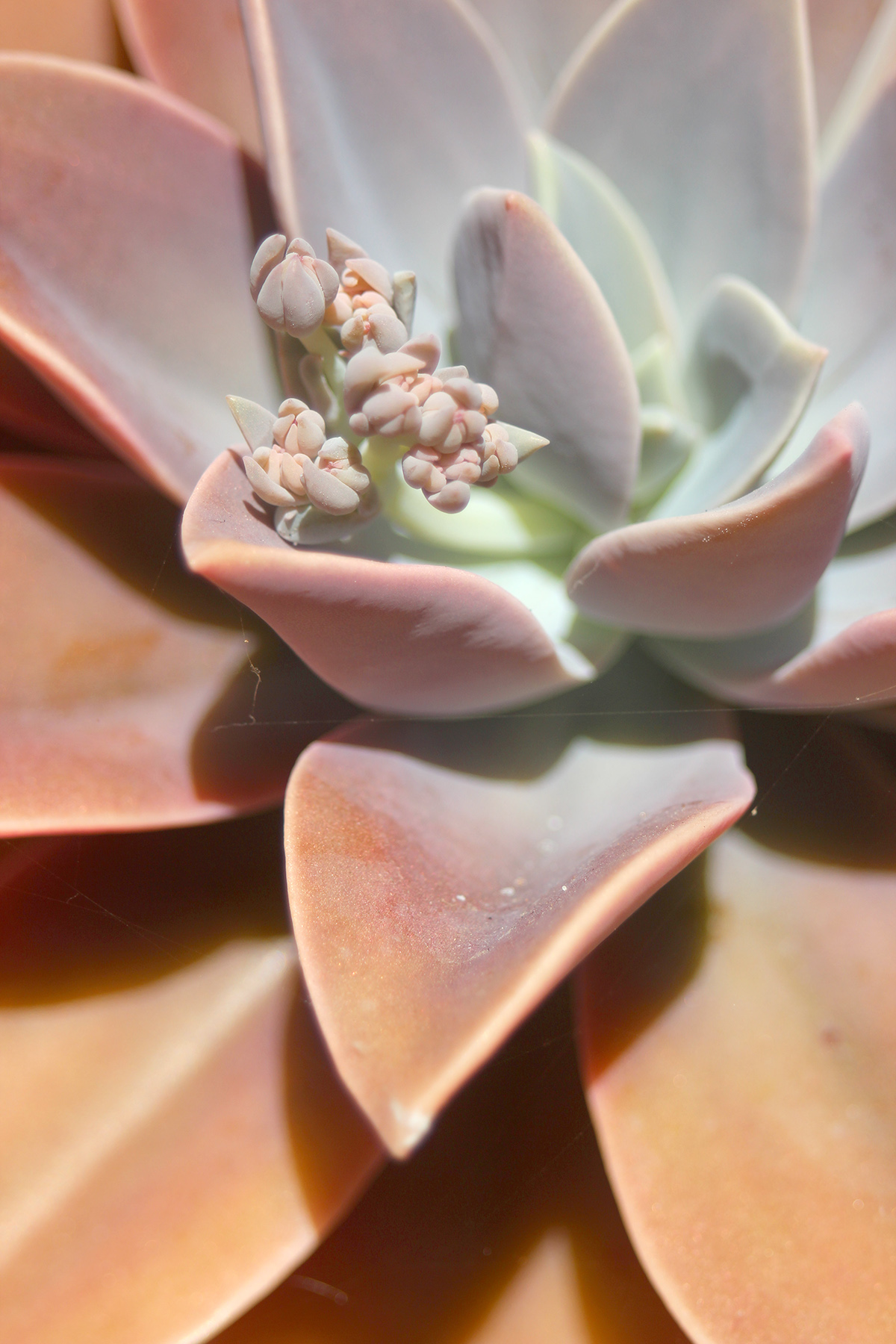 succulent-inspiration2.jpg