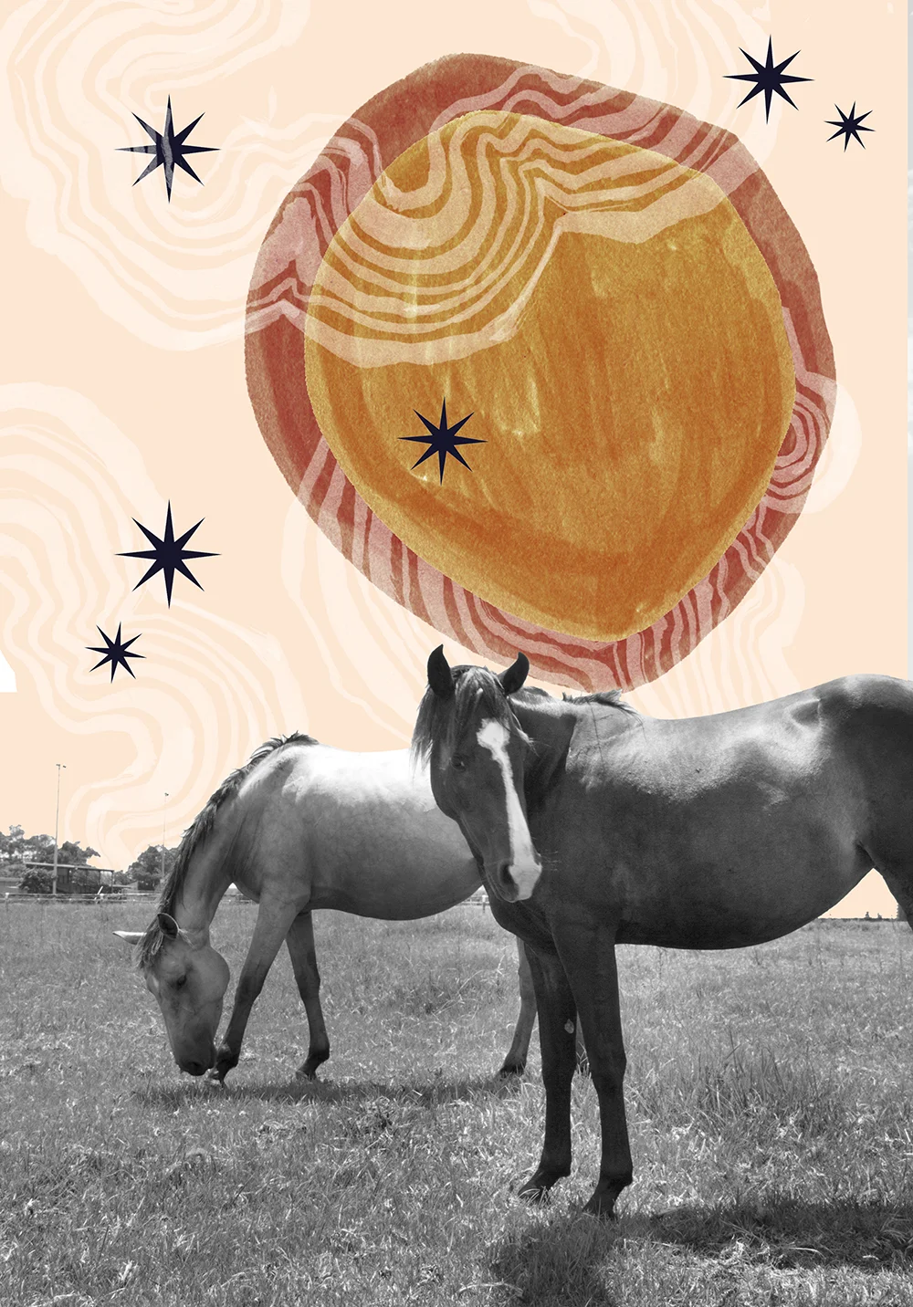 Ponygold-web.jpg