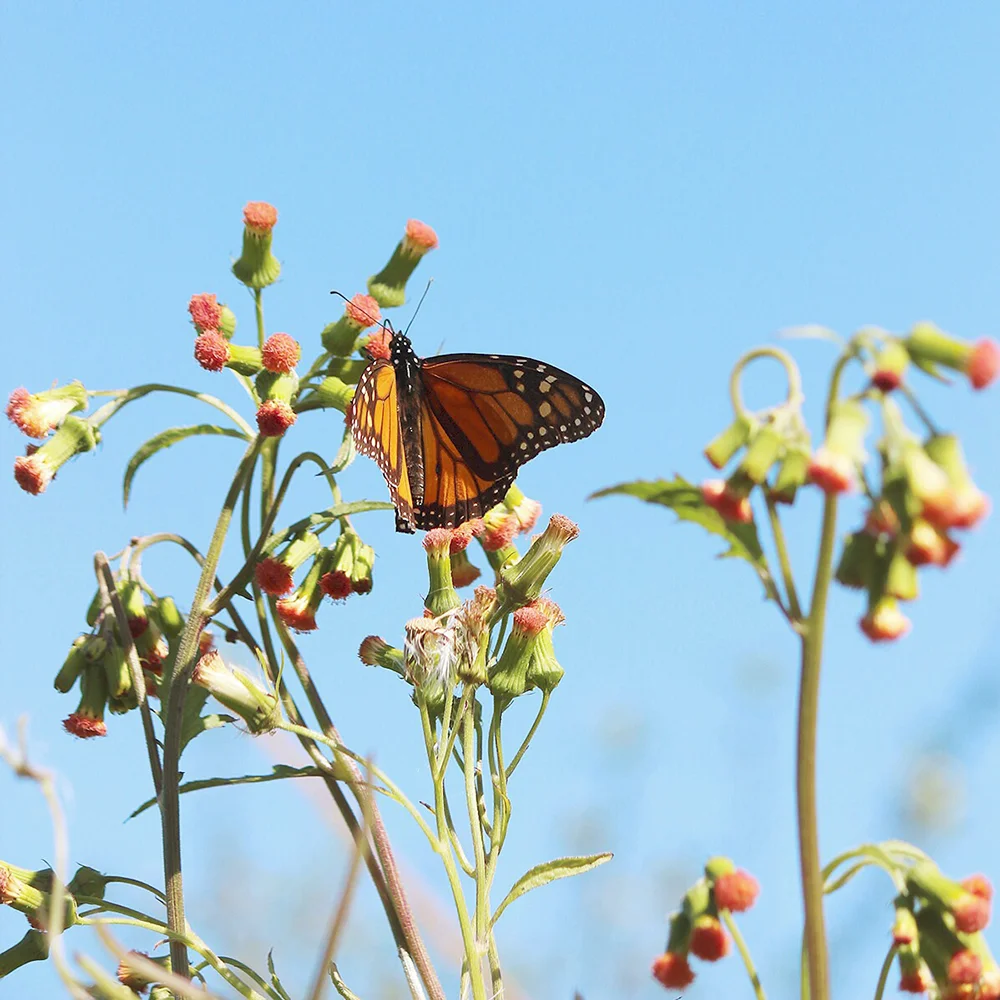 ponygold-butterfly.jpg