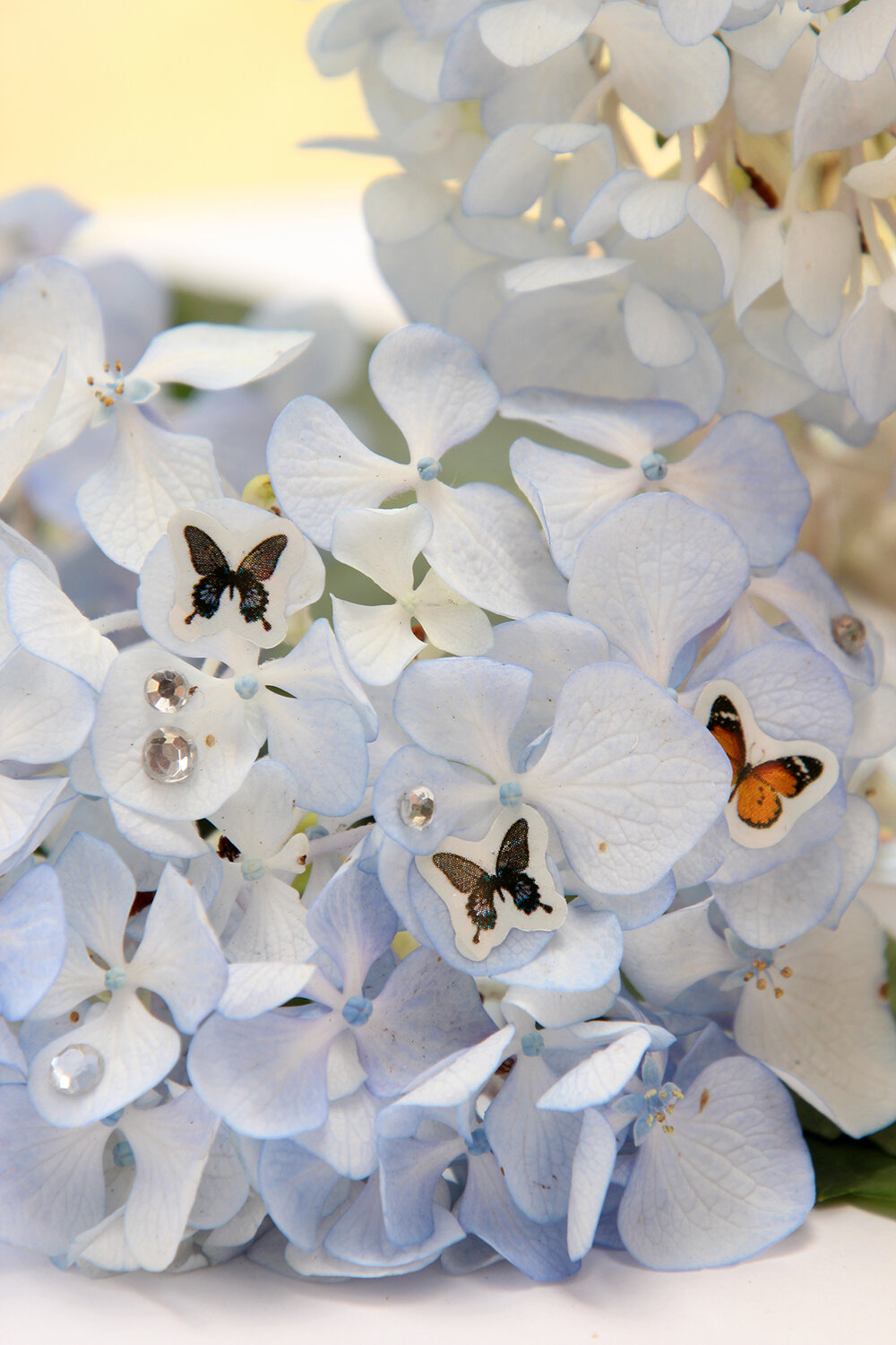 Butterflies2-web.jpg