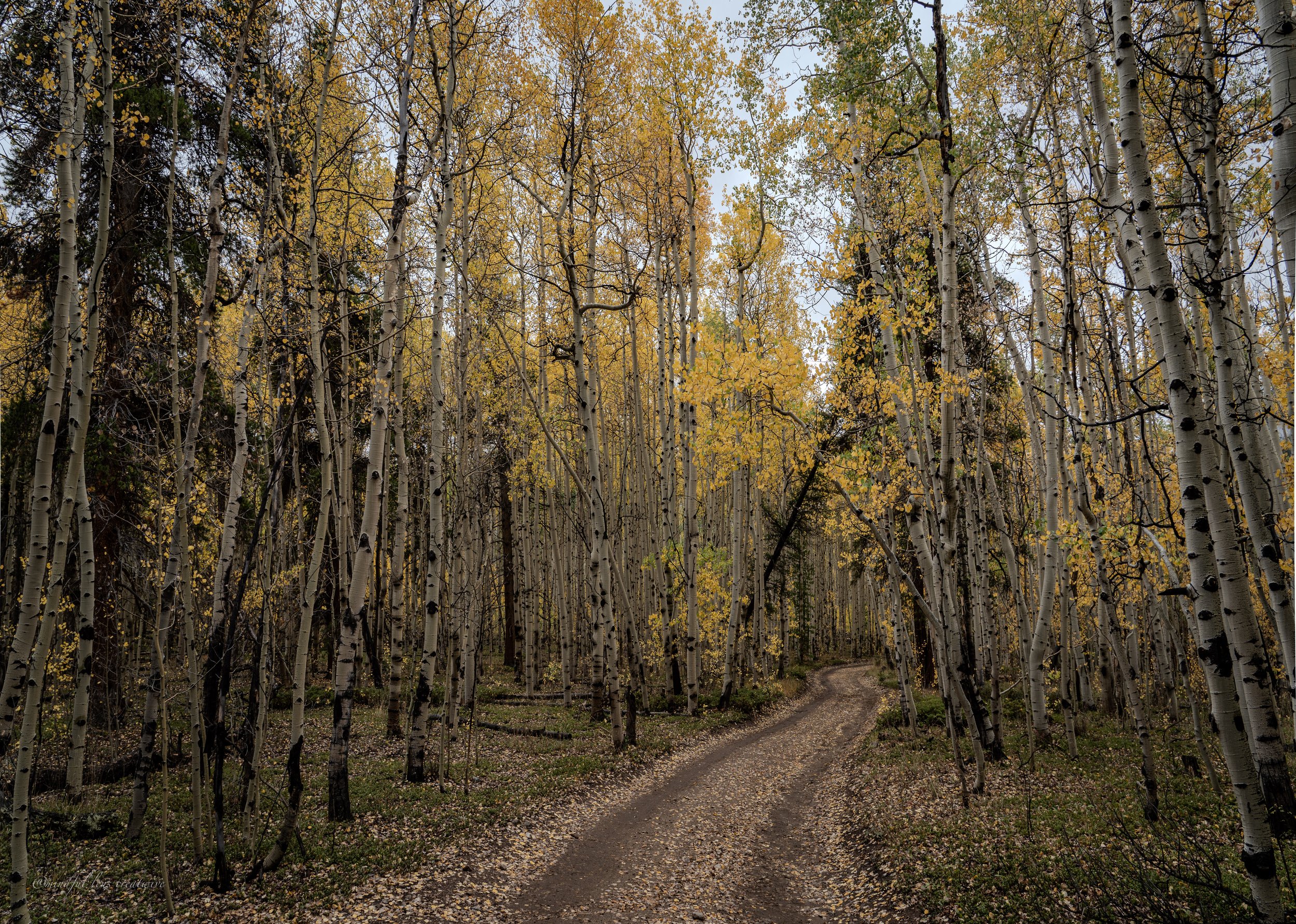 Leaves That Shape Our Lives