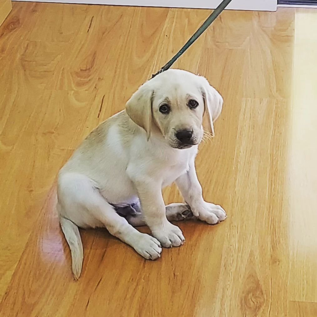 This is Helen's new puppy Jarvis. He will be coming to work with her to be completely distracting! He is way too cute! He's learning to be an assistance dog so you're welcome to come in and help socialise him.