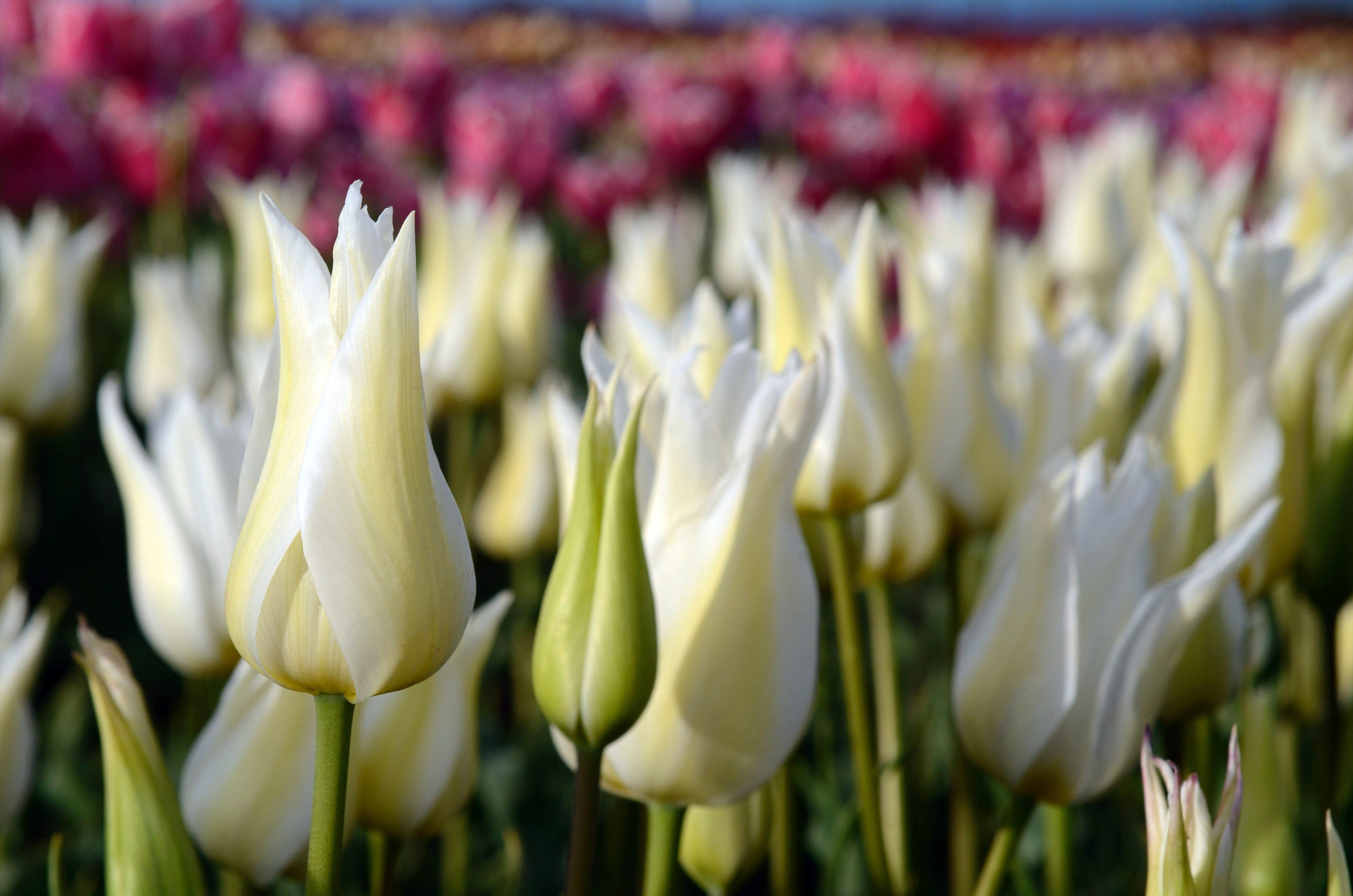 Gallery — Table Cape Tulip Farm