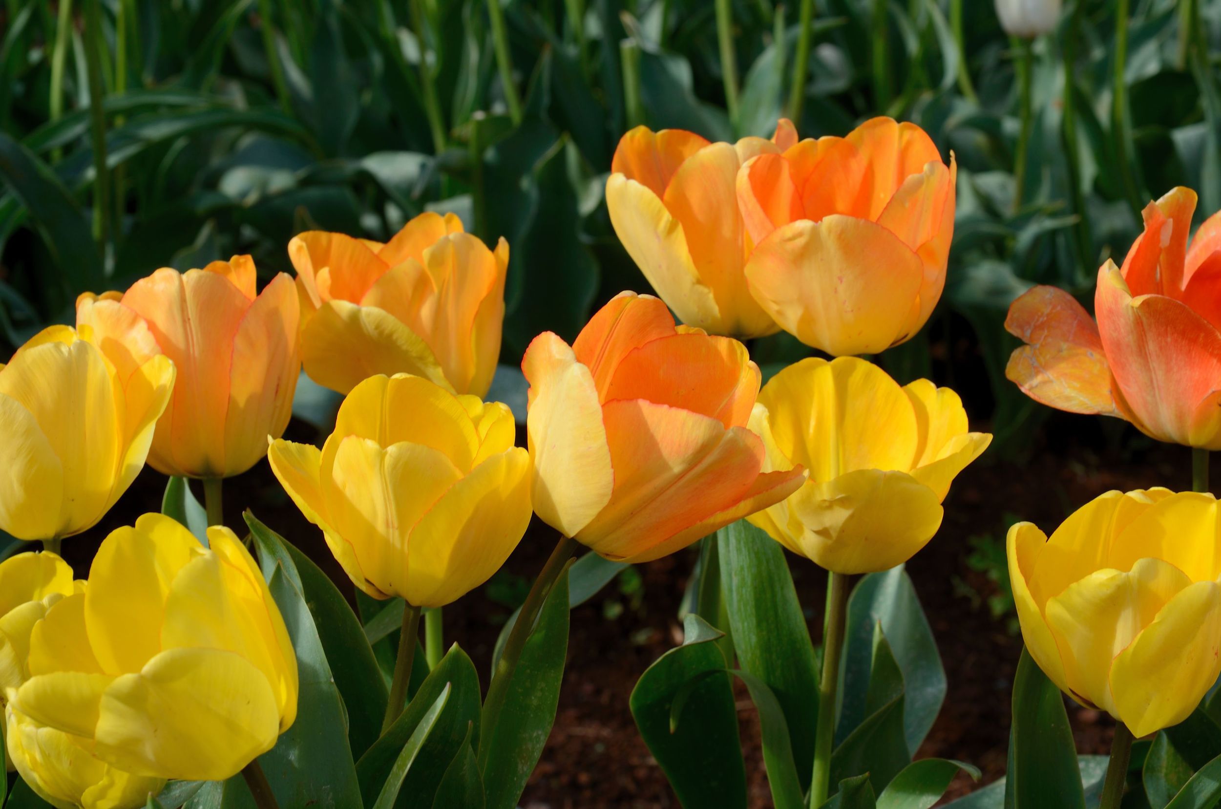 Gallery — Table Cape Tulip Farm