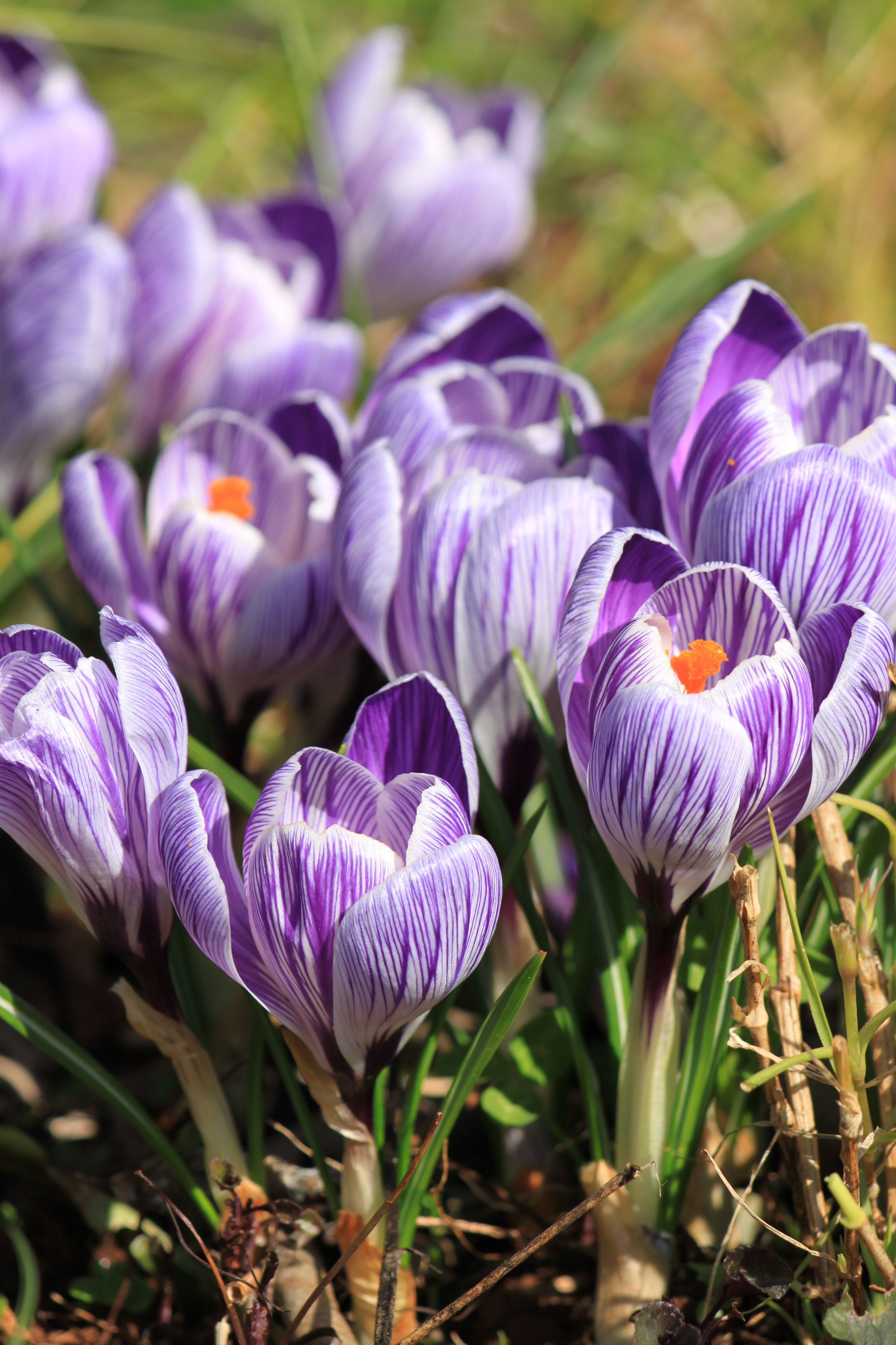 Crocus Pickwick.jpg