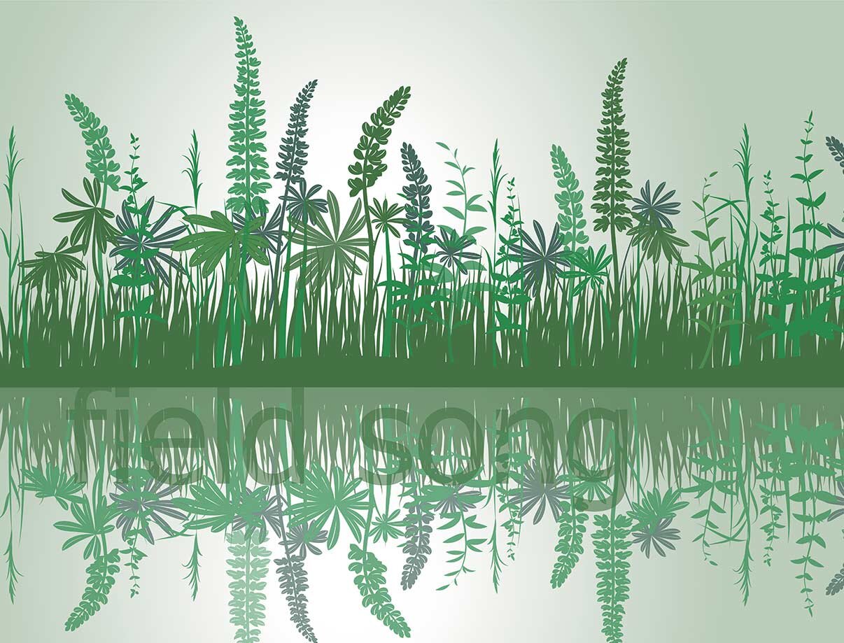 field-song-19-web-simple.jpg