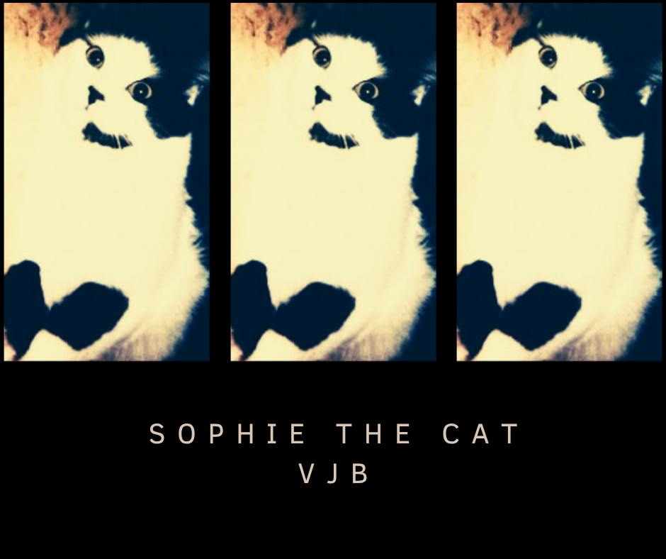 Sophie The Cat.png