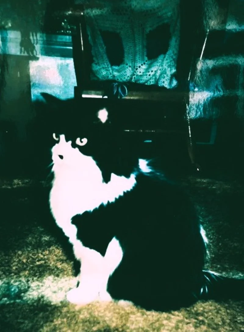 CHAIRMAN KITTENSKI - LA