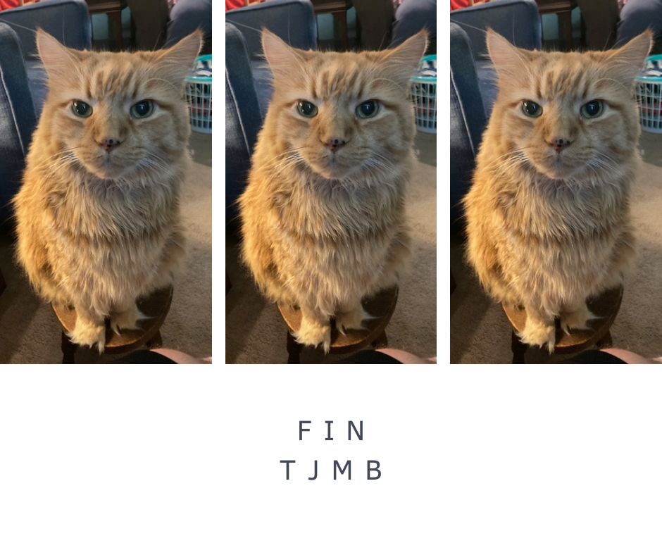 fin.png