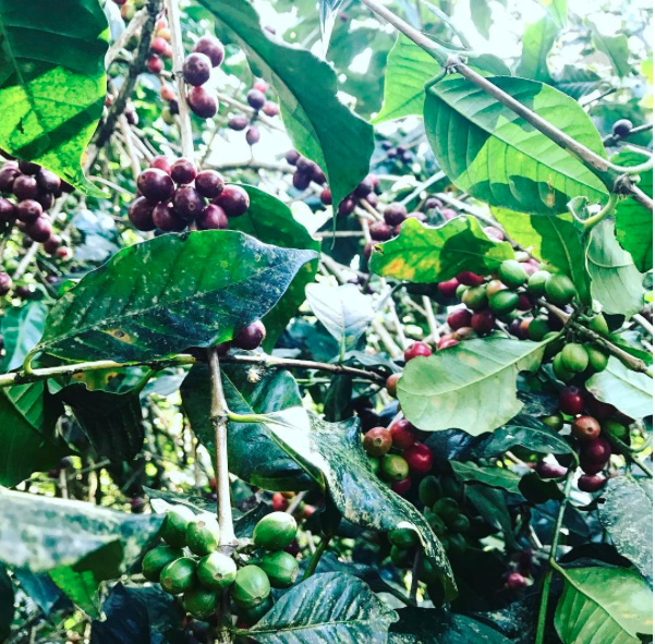 Being close to the source . Waste coffee beans are used as an ingredient to dye textiles.
