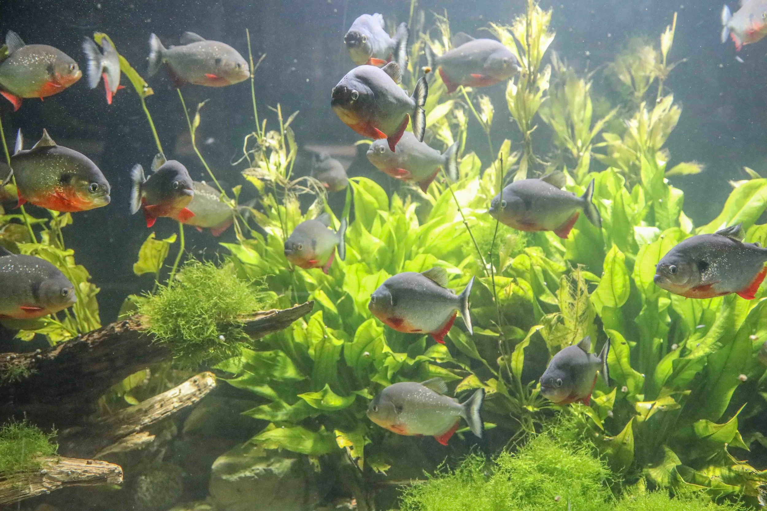 The Red Breasted Piranha is native to the Amazon Rivers of South America. 