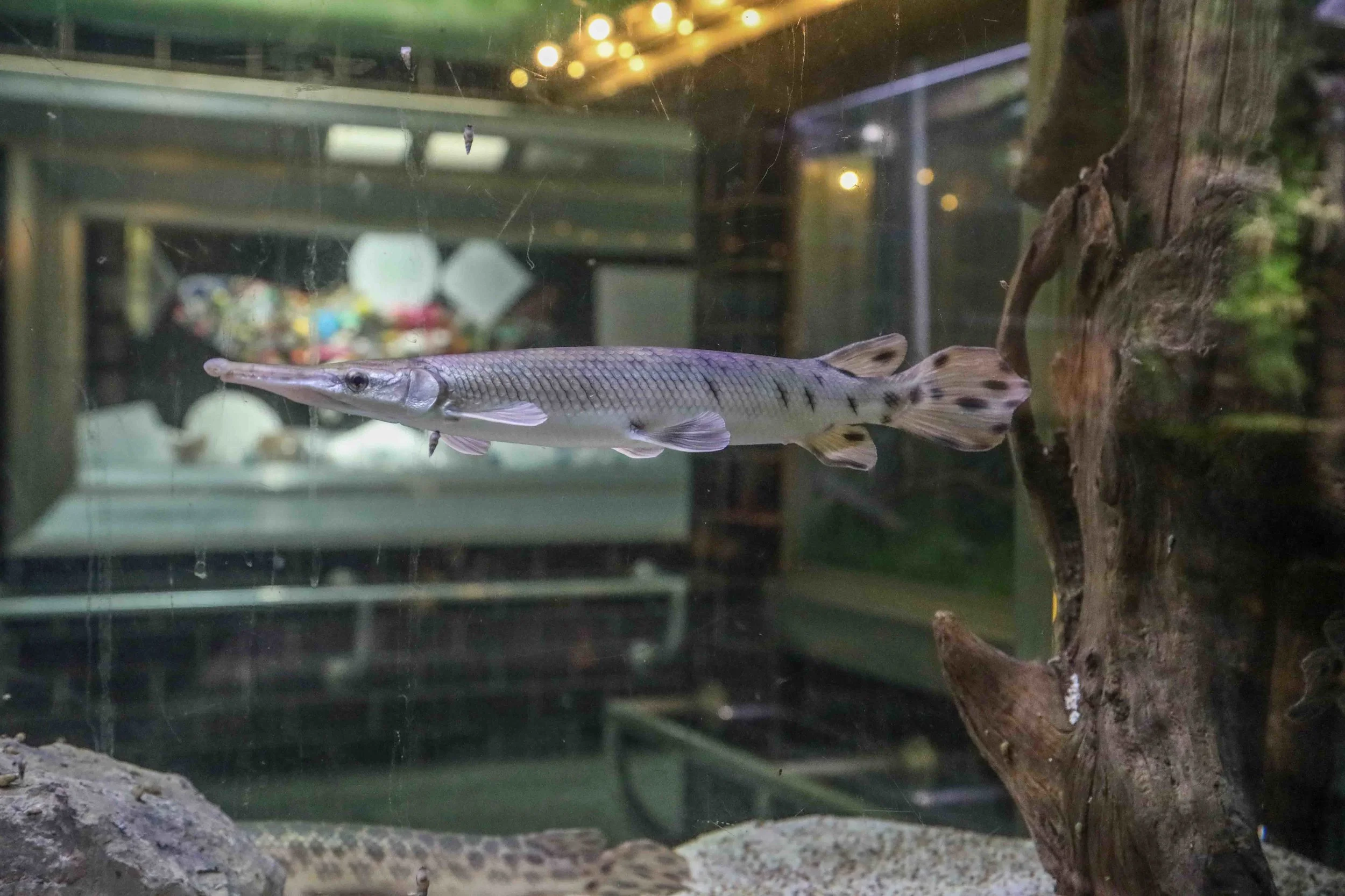 Belle Isle Aquarium exhibits are seven of the Gar, or garpike, species.