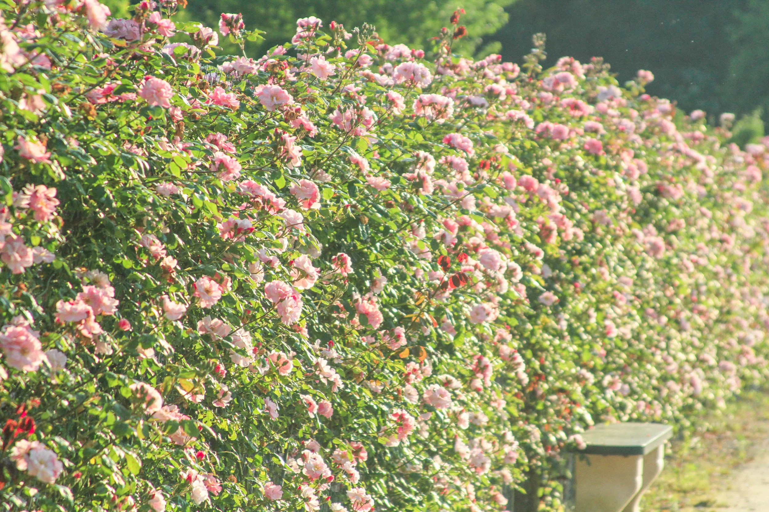 A Three-Day Itinerary to the Best of Loire Valley, France | A perfect itinerary and travel guide for a long weekend in the land of fairytale castles and hot air balloons. | Where to stay in Amboise | What to Do in Loire Valley | Châteaux Cheverny, V…