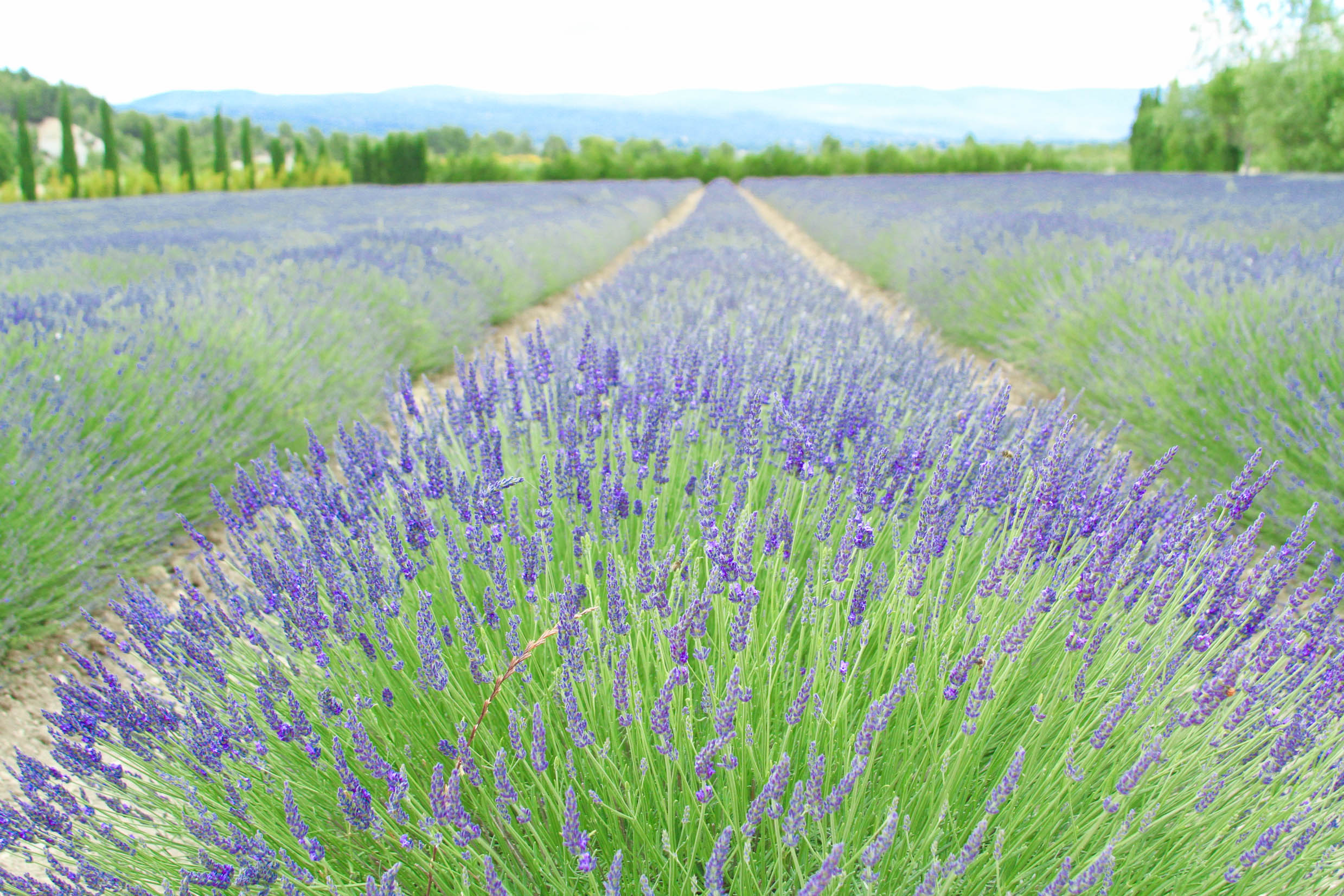 "...we couldn't resist a stop at the early-blooming lavender field we found on the way into Roussillon." | #mfrancisdesigntravels