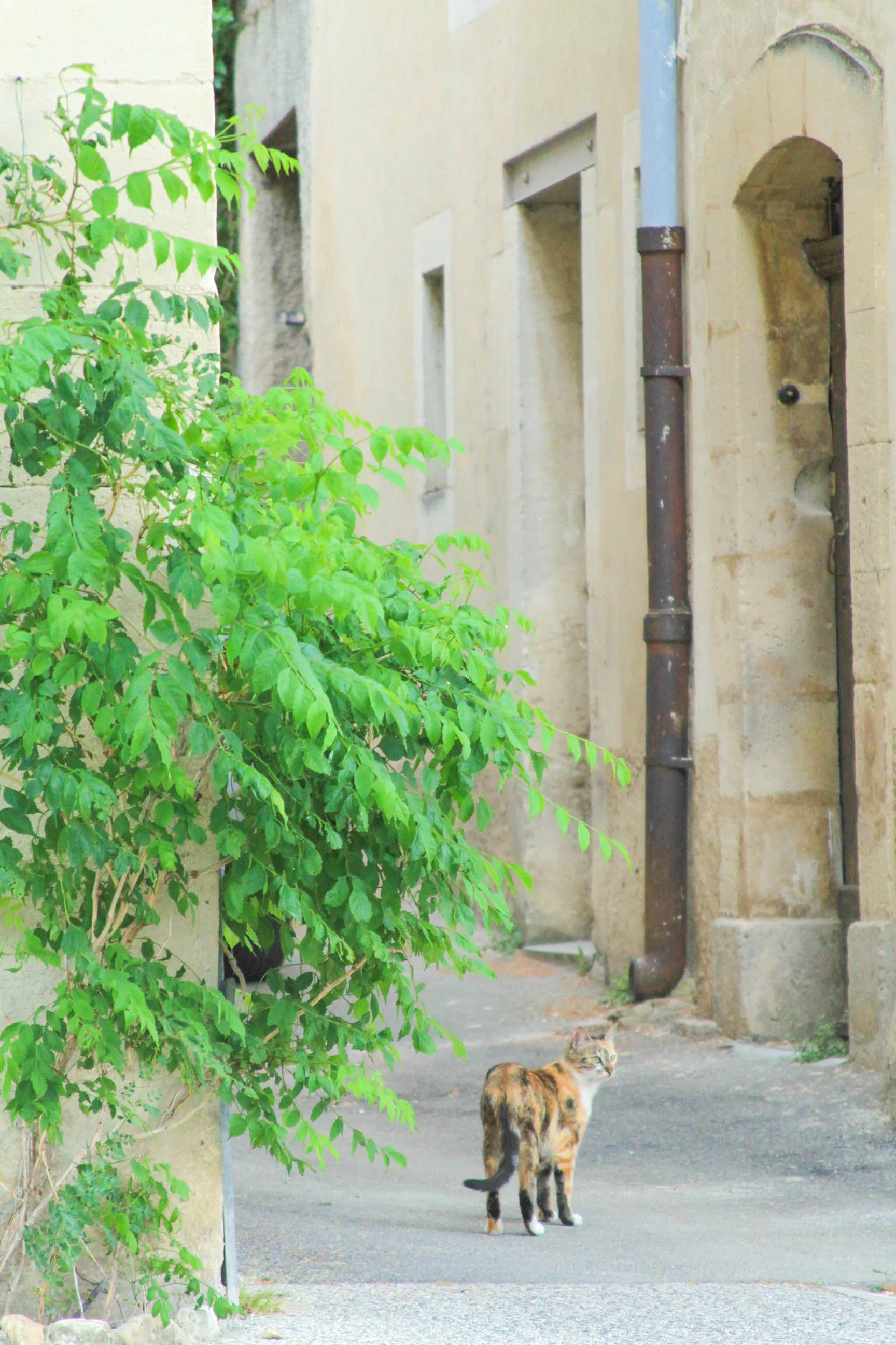 Lourmarin, France | #mfrancisdesigntravels