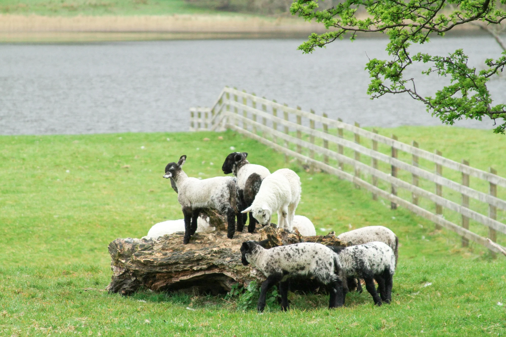 Ireland Travel Favorites | Monica Francis #mfrancisdesigntravels