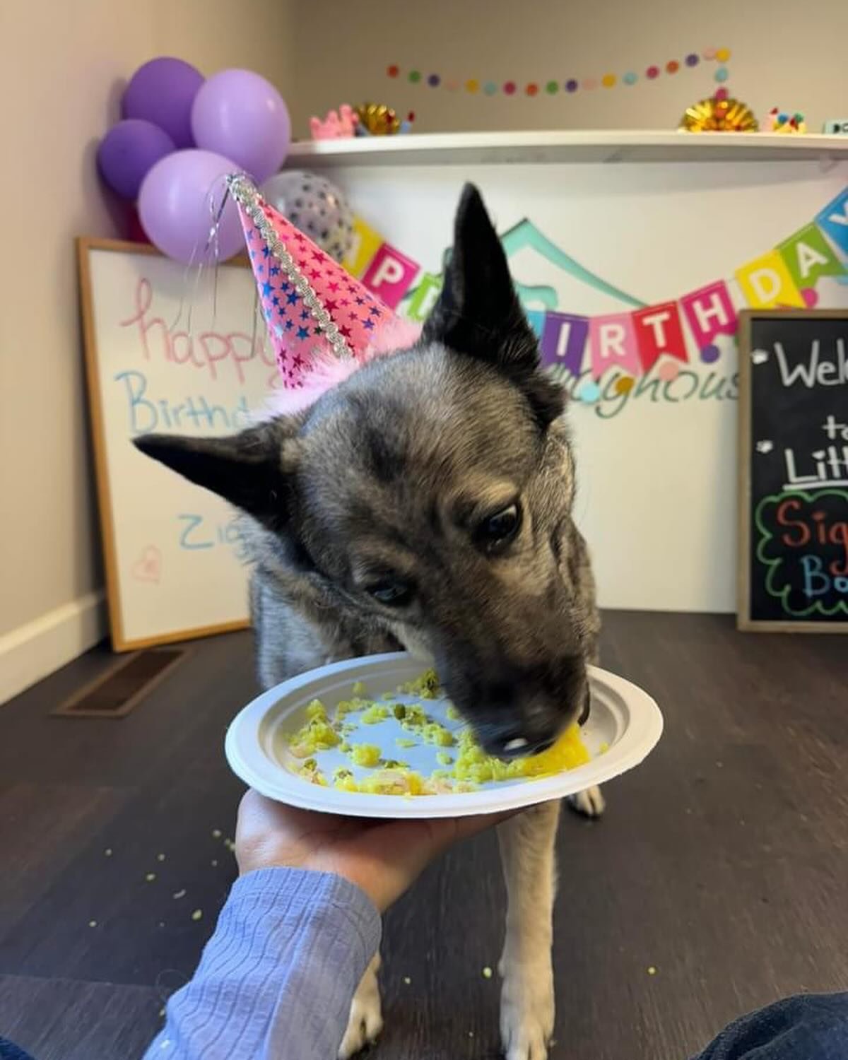 🥺 it&rsquo;s Lola&rsquo;s bday &amp; her daycare throws the doggos a birthday pawty and this is too cute. They have &ldquo;cake&rdquo; and get to play with their friends and it&rsquo;s free!!! I may have teared up a little but won&rsquo;t confirm. H