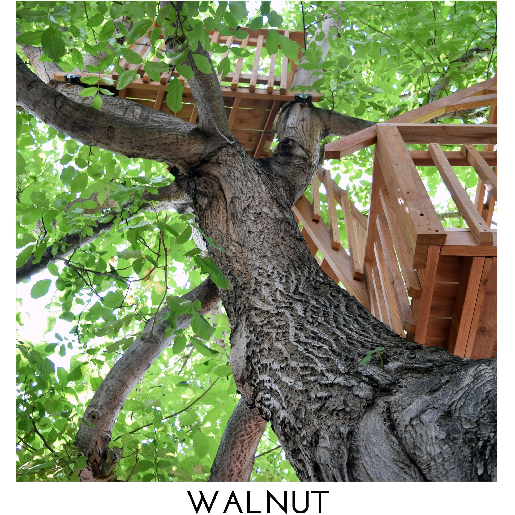 Walnut square title.png