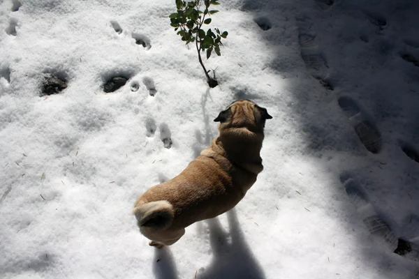 Inspired: Thanksgiving in Tahoe + Surprise Snow