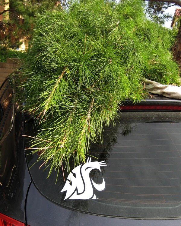 The California Christmas Tree Experience