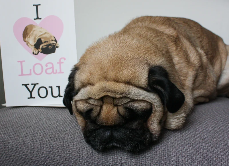 Chloe Wants to Be Your Valentine