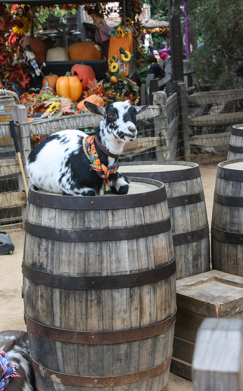 HalloweenDecor-30.jpg