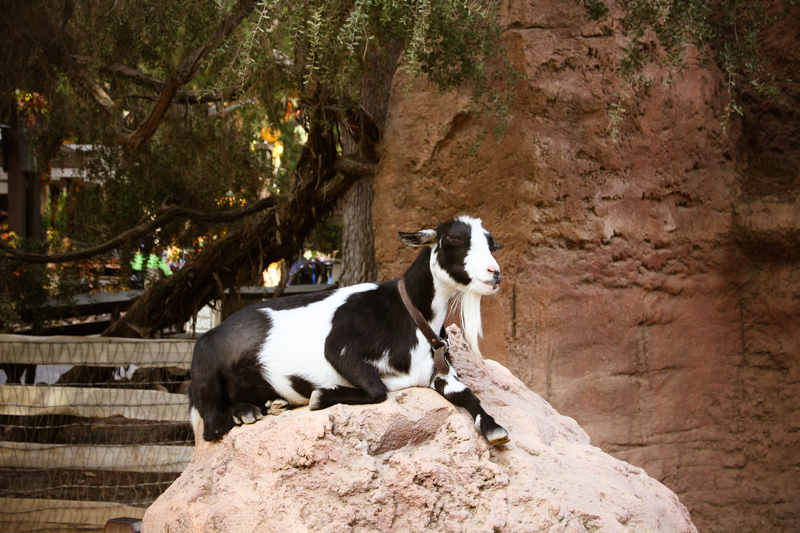 Big Thunder Ranch at Disneyland - Enchanted Type
