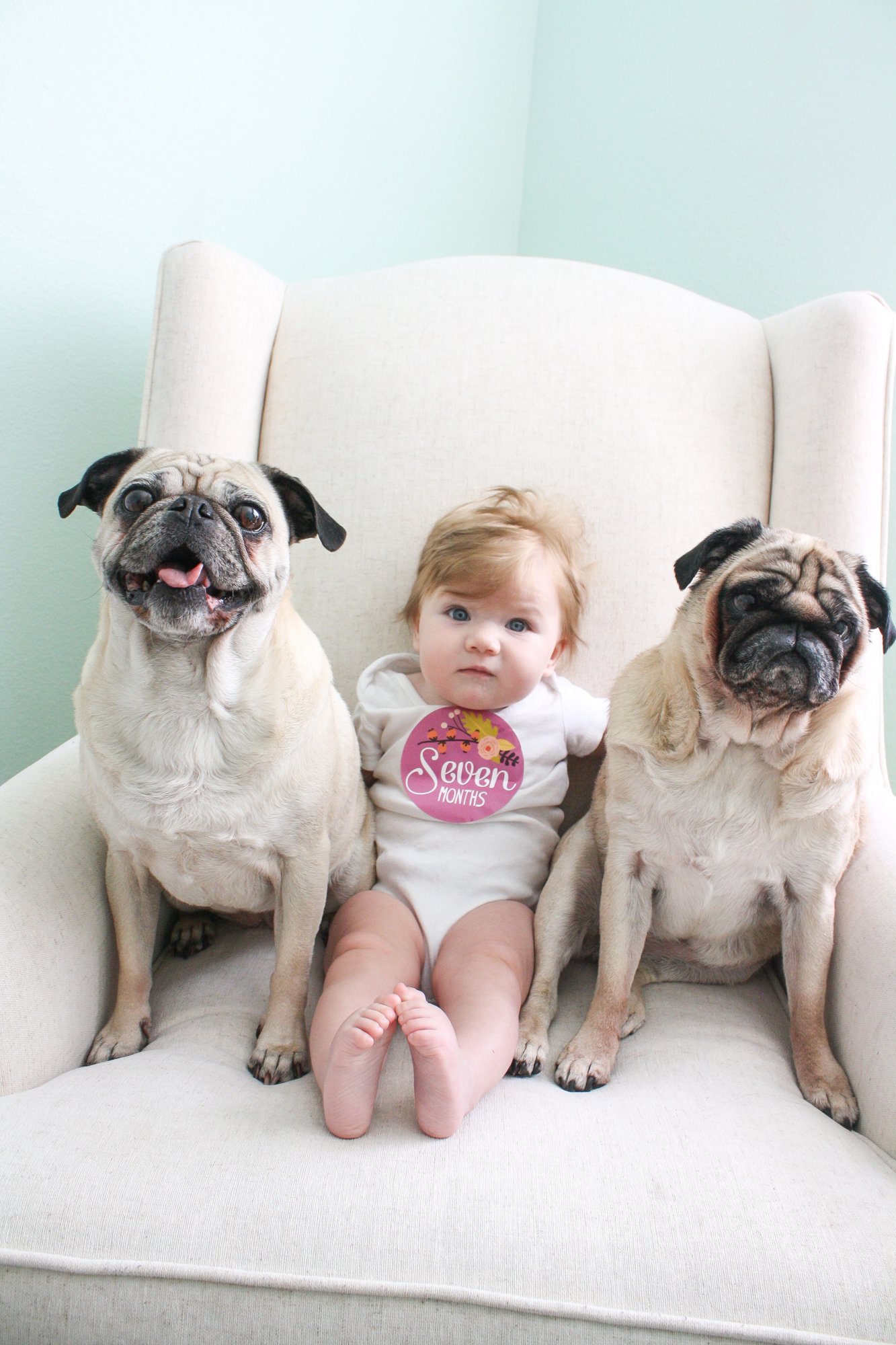 A baby sitting on a cream-colored couch between two pugs, with a light green wall in the background. The baby is wearing a white onesie with a pink badge that says 'Seven Months' and has wide eyes.