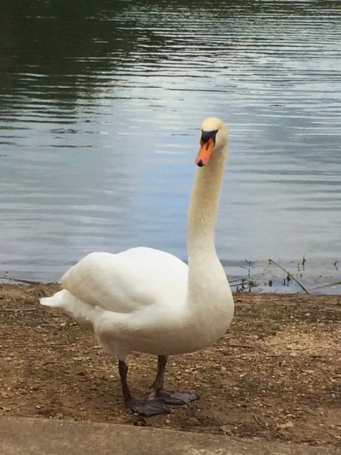 Our swan friend that welcomed us at the trail head!