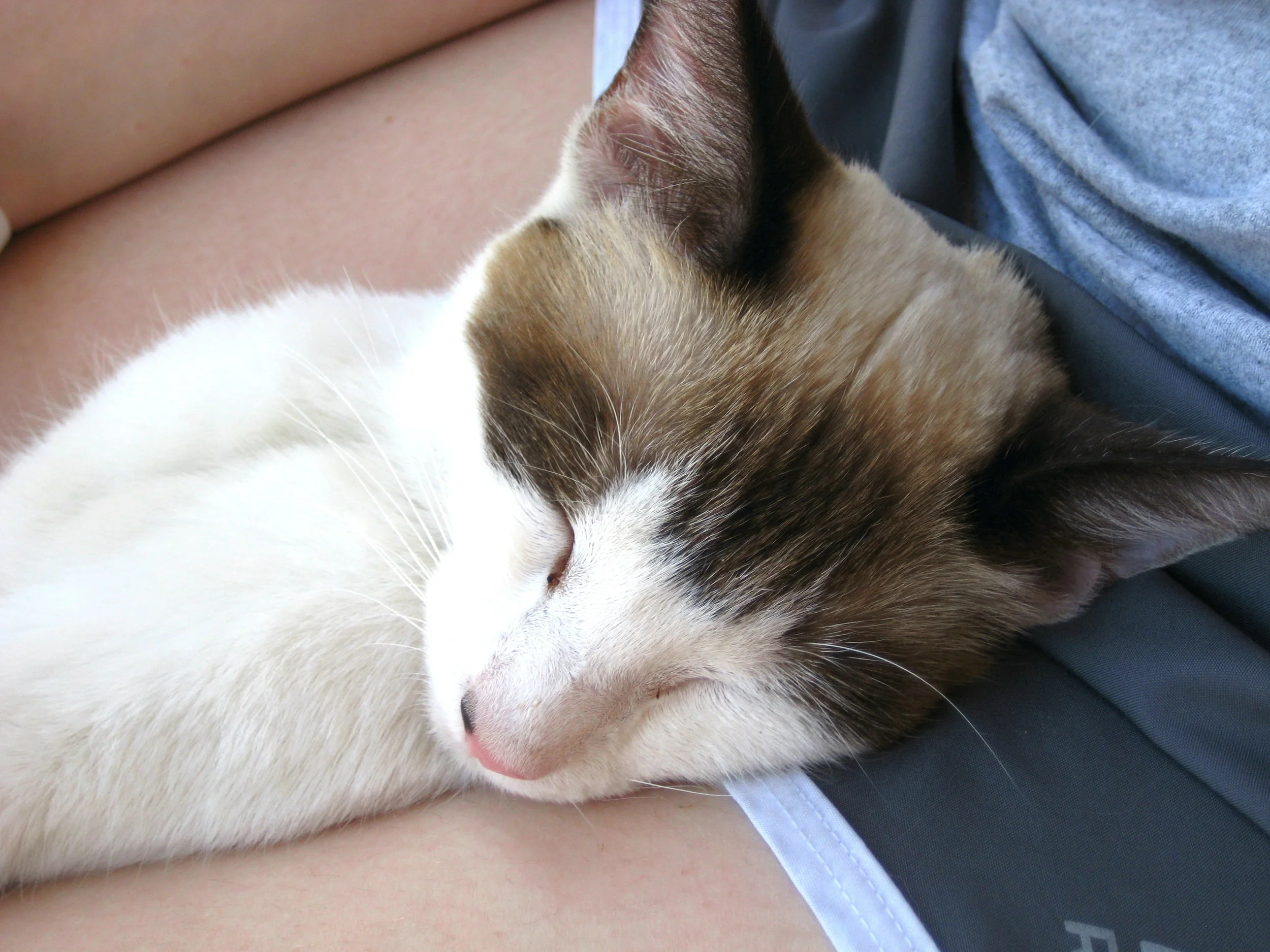 Memory Lane Monday: Nala Kitty