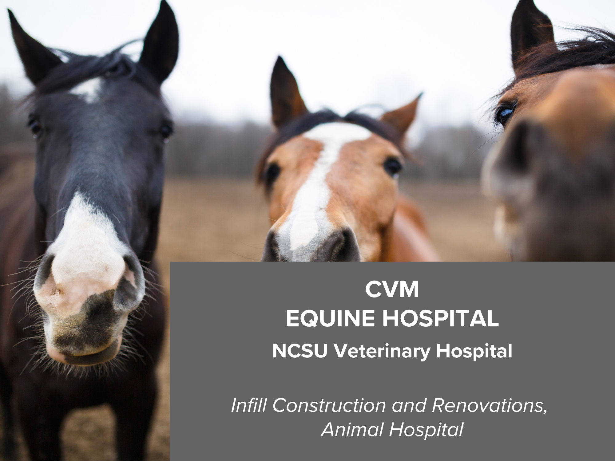  CVM Equine Hospital