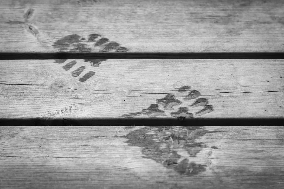 footprint-195921_960_720.jpg