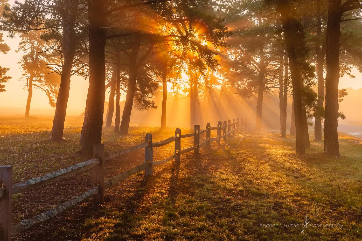 Rays In The Fog