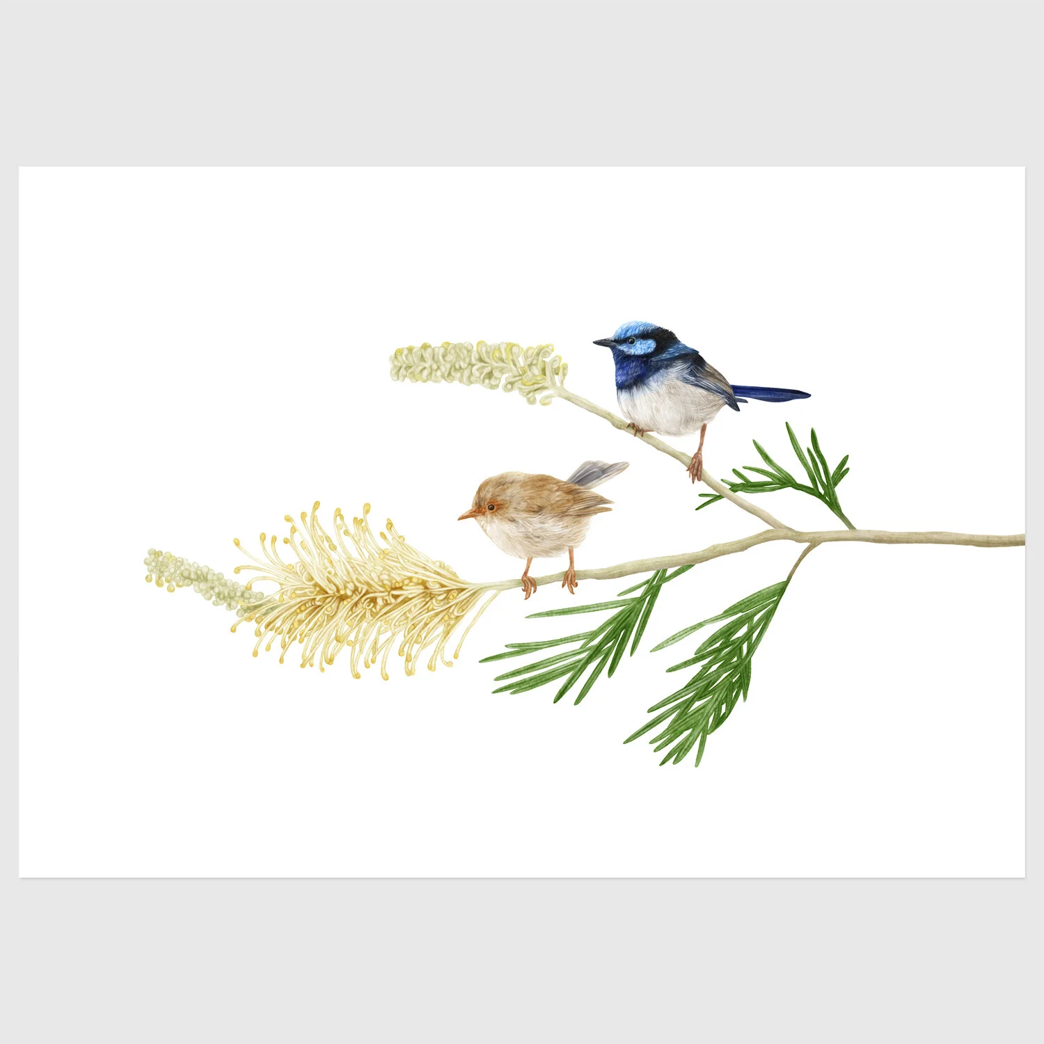 jo-murphy-fairywrens-print-full.jpg