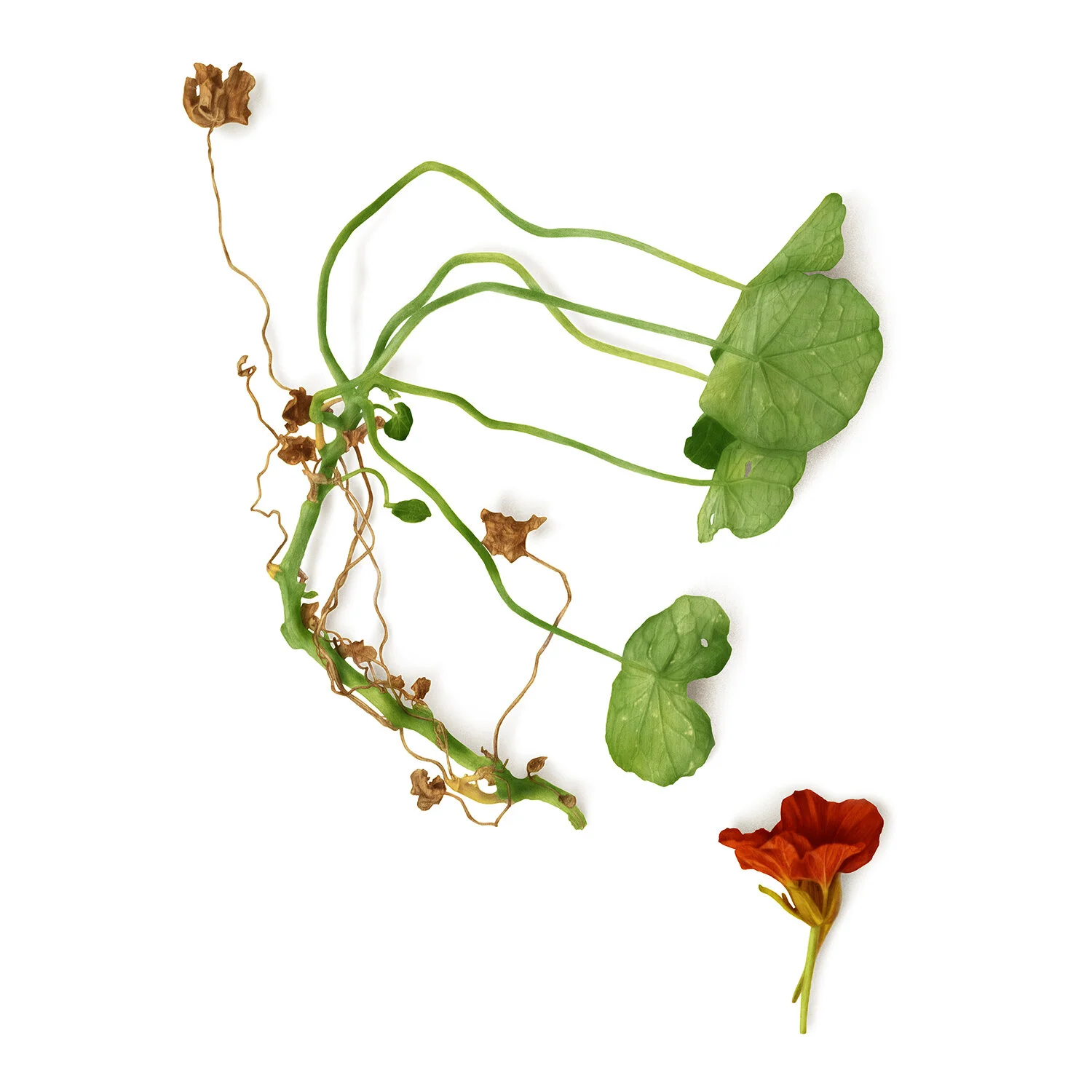 jo-murphy-nasturtium.jpg