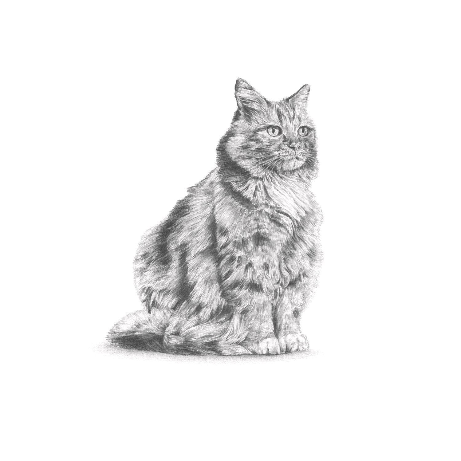 jo-murphy-commission-portrait-cat-2.jpg