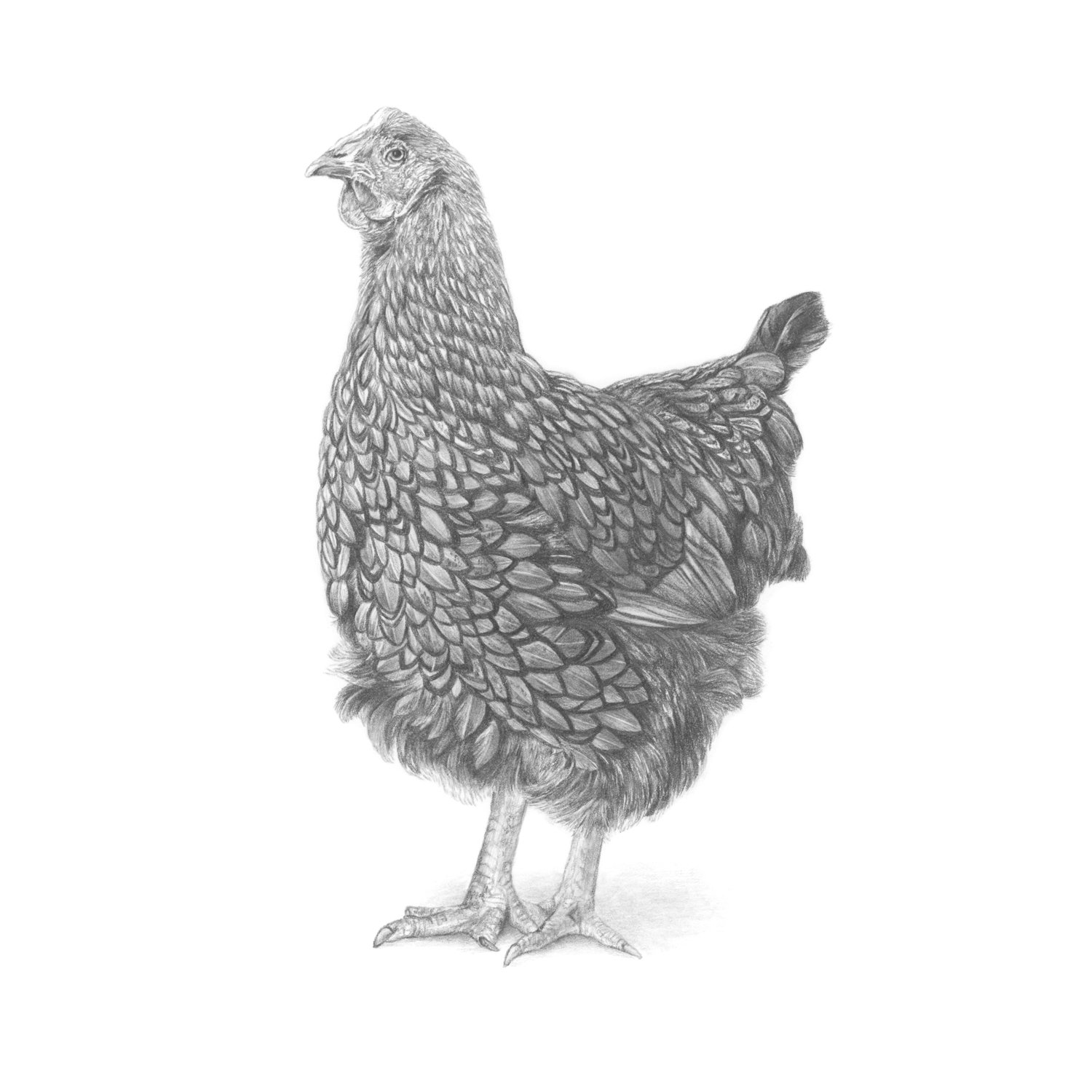 jo-murphy-commission-portrait-chicken-2.jpg