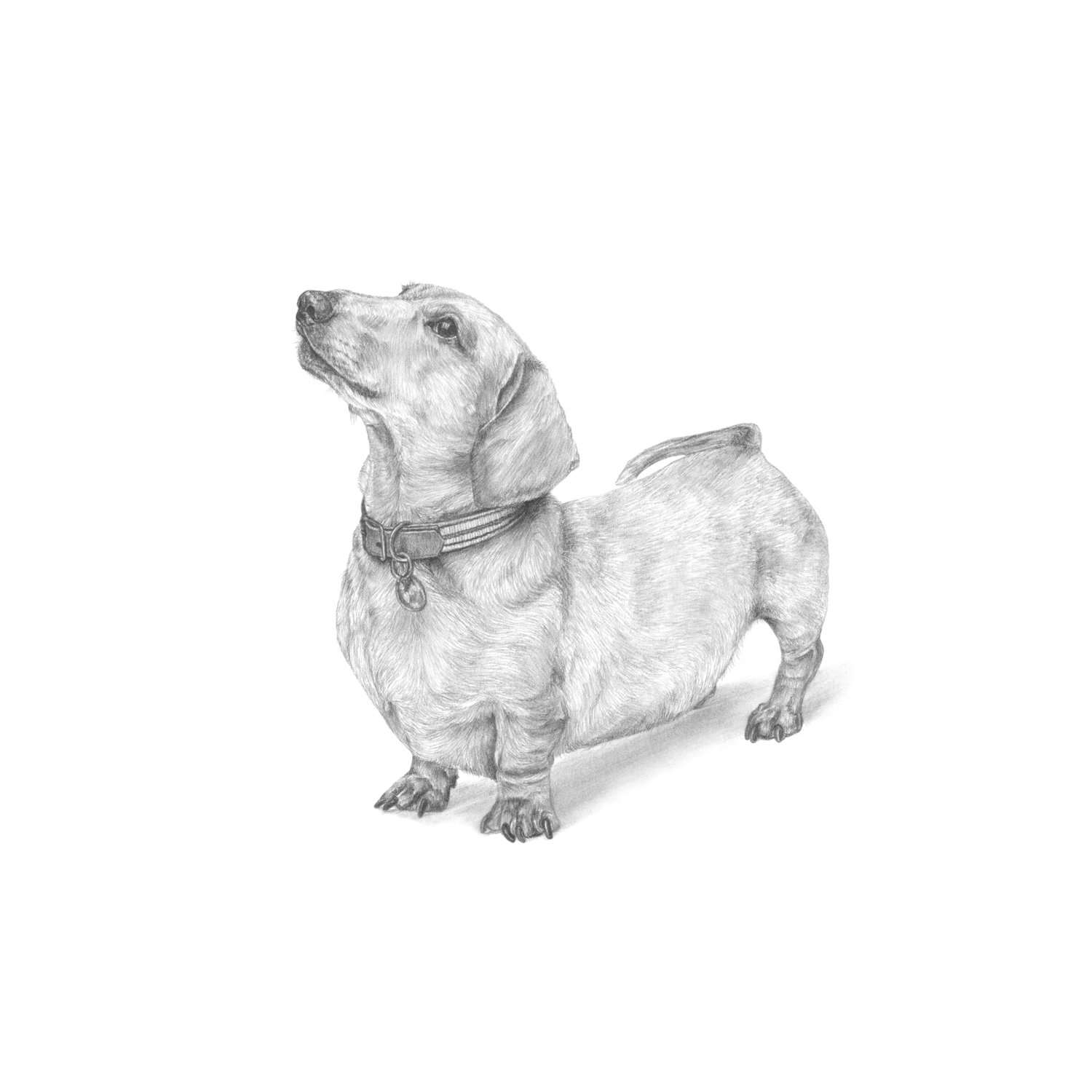 jo-murphy-commission-portrait-dog-pretzel.jpg