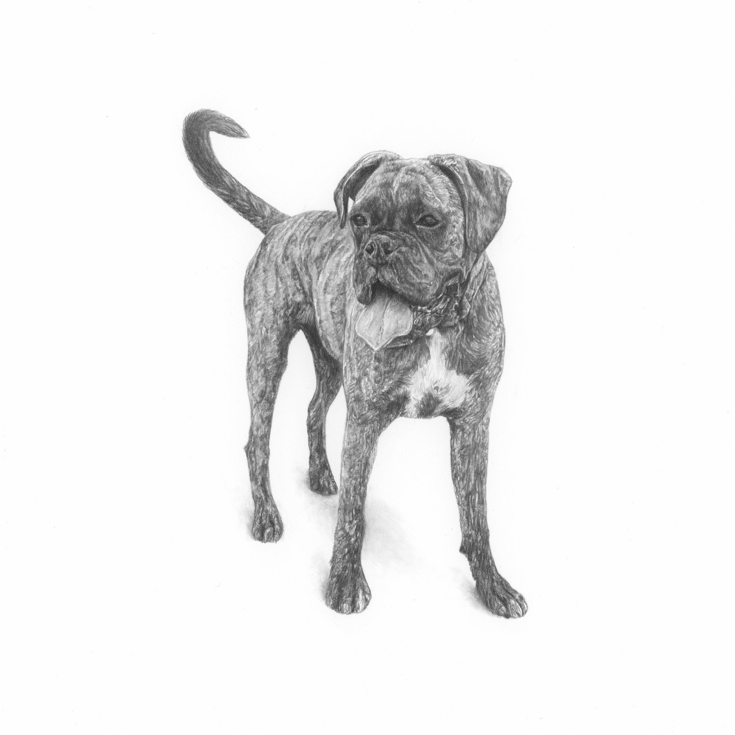 jo-murphy-commission-portrait-dog-poppy.jpg