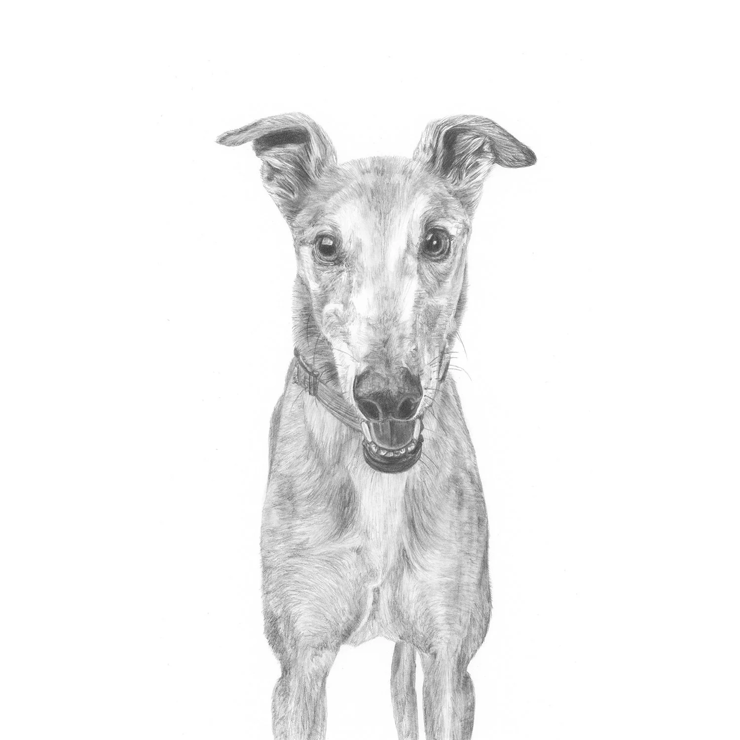 jo-murphy-commission-portrait-dog-slater.jpg