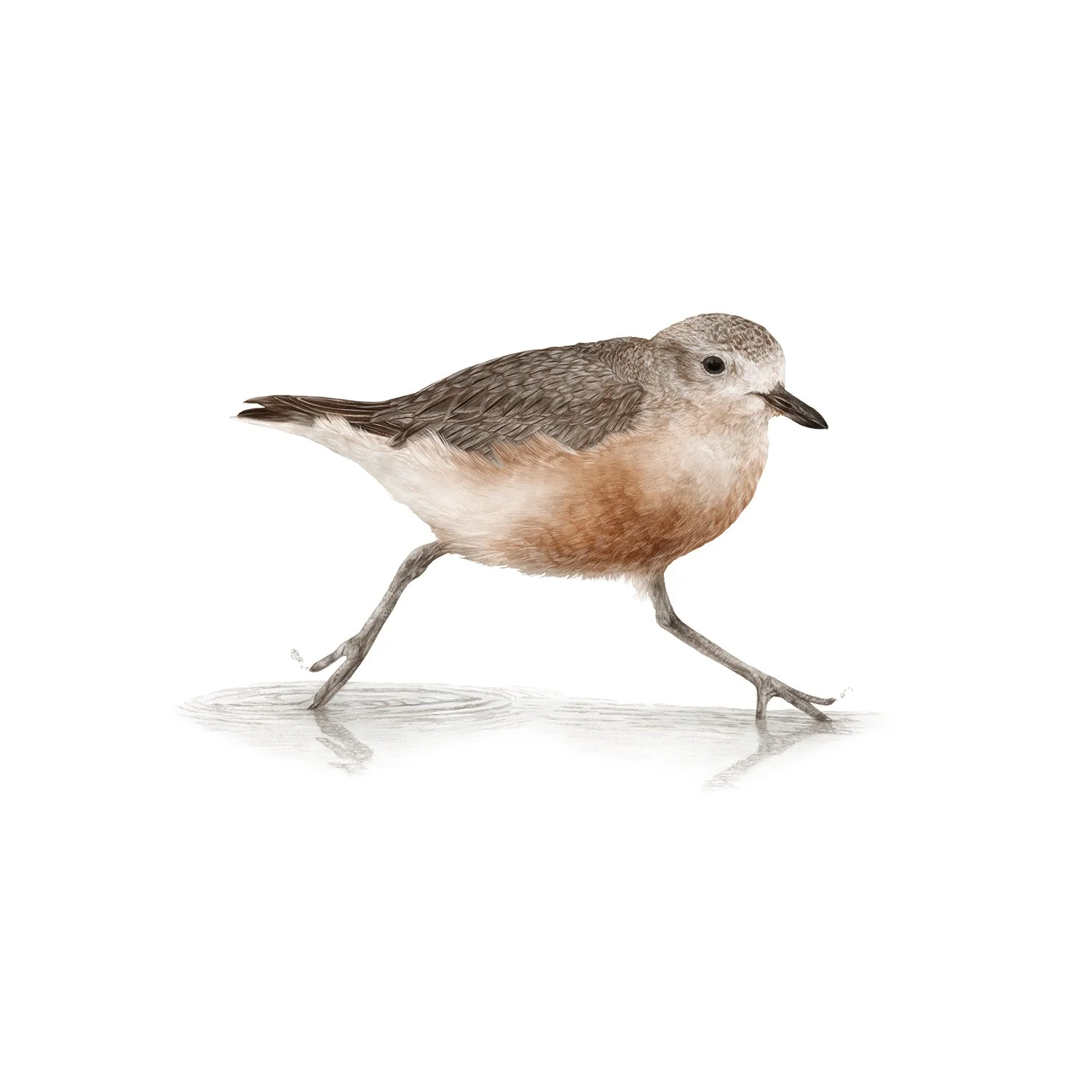 jo-murphy-te-arai-dotterel.jpg