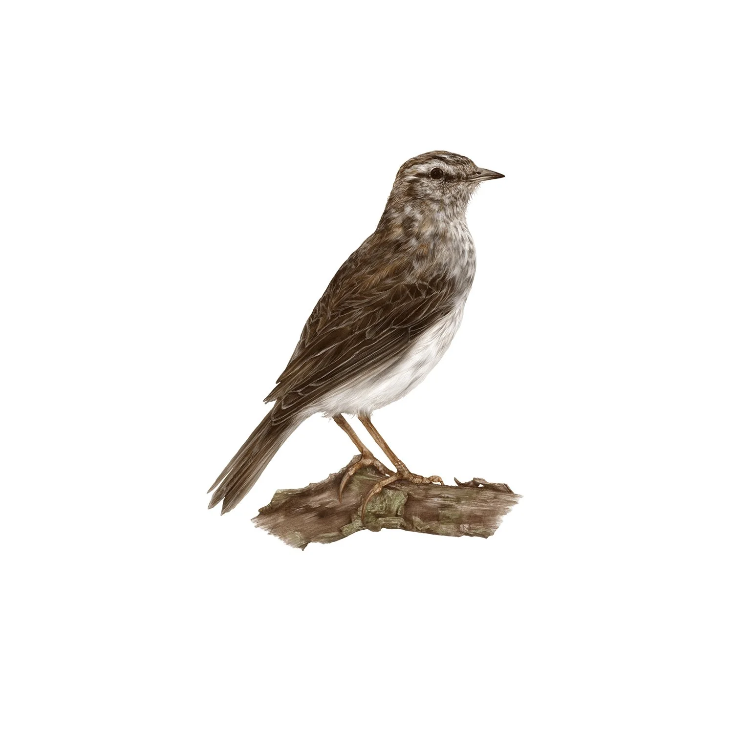 jo-murphy-te-arai-pipit.jpg