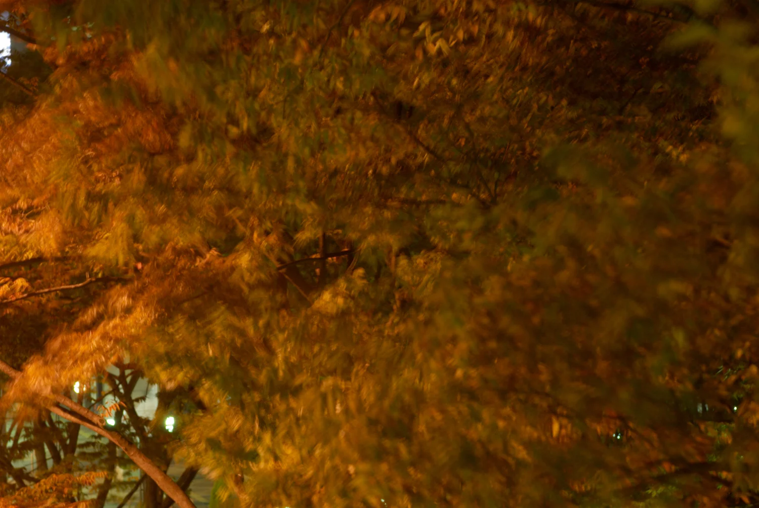 _DSC9441-W1.jpg