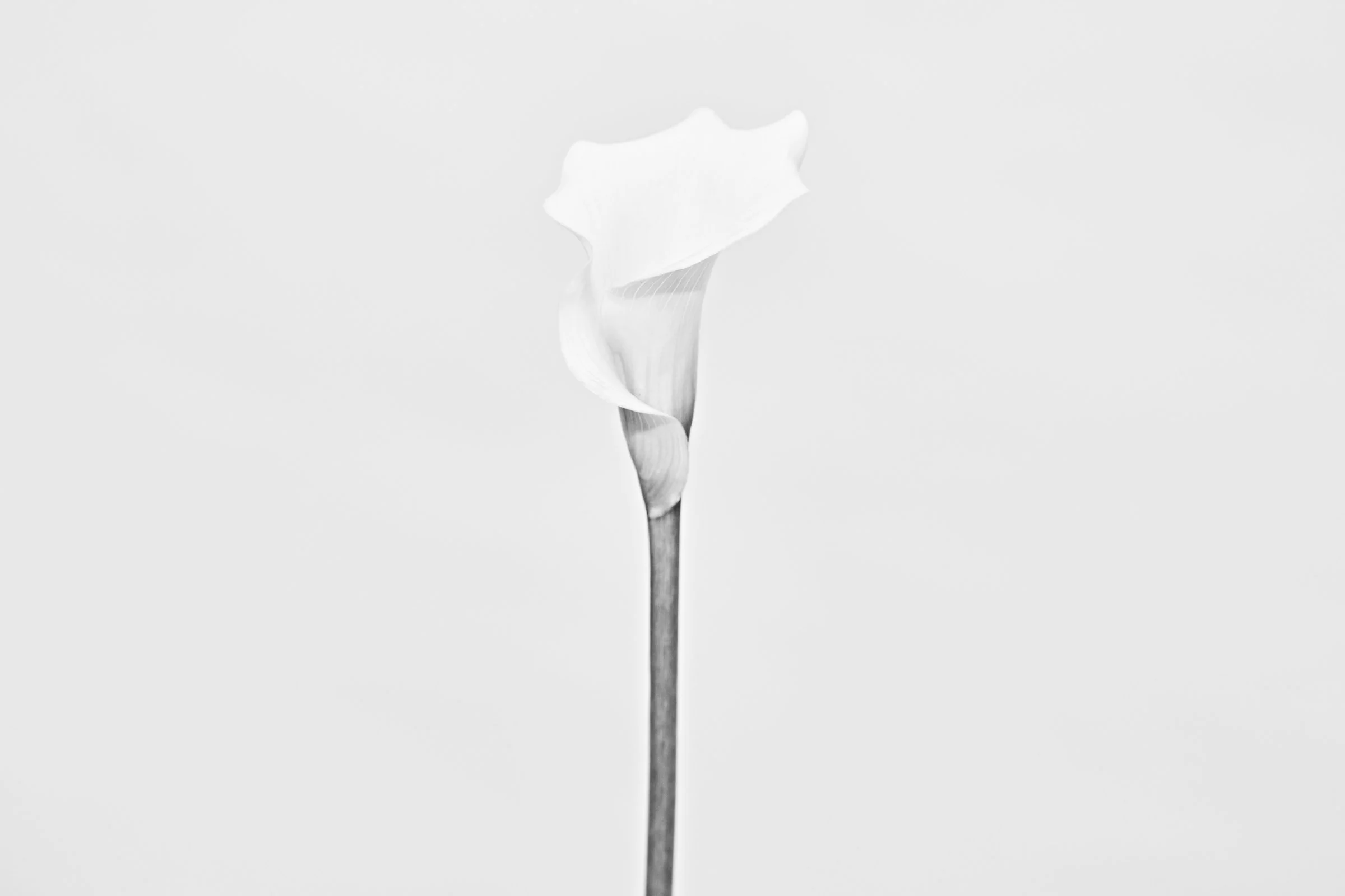 040323_Floris_20_Lily_Shot_Stem_01_22610.jpg