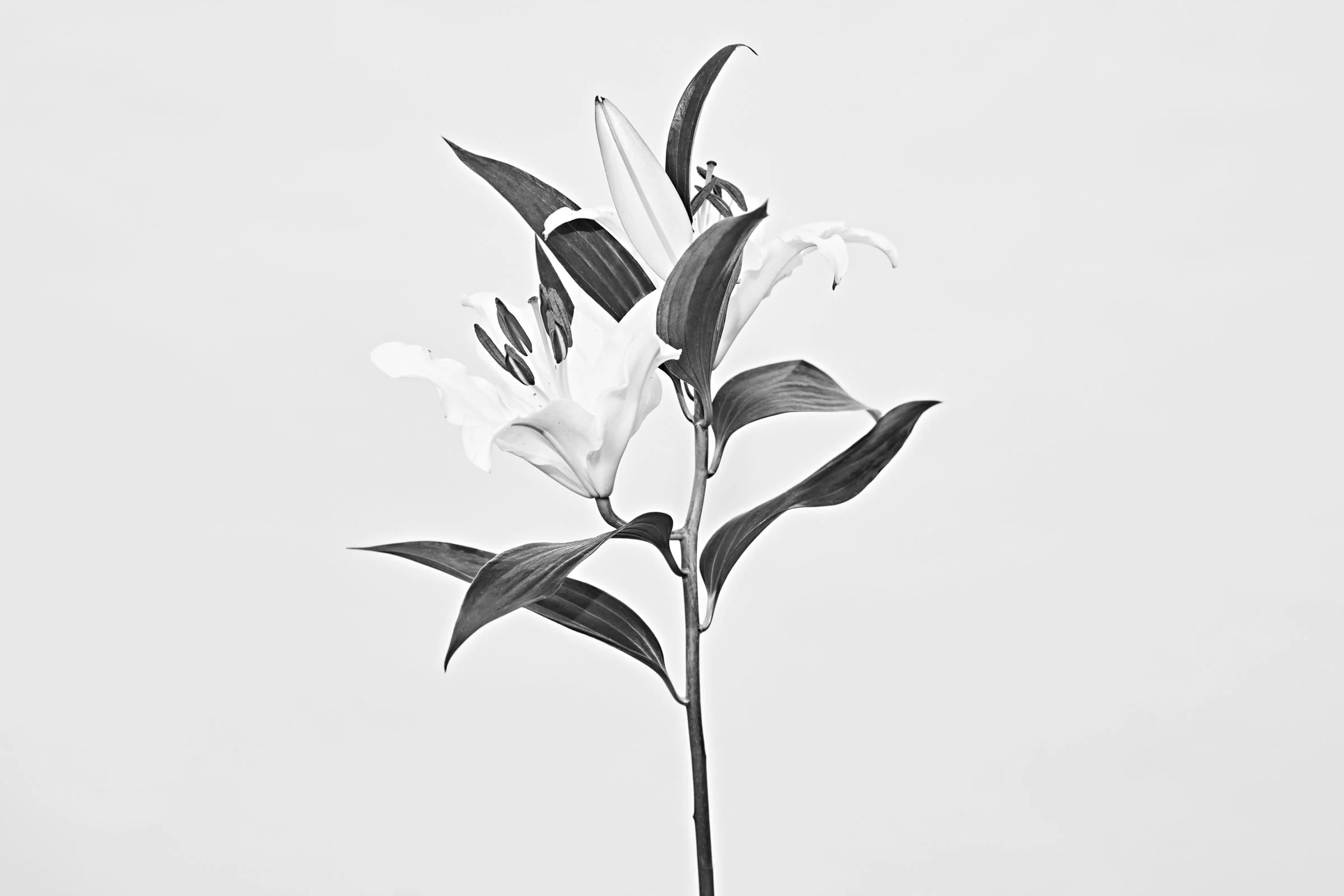 040323_Floris_20_Lily_Shot_Stem_01_22607.jpg