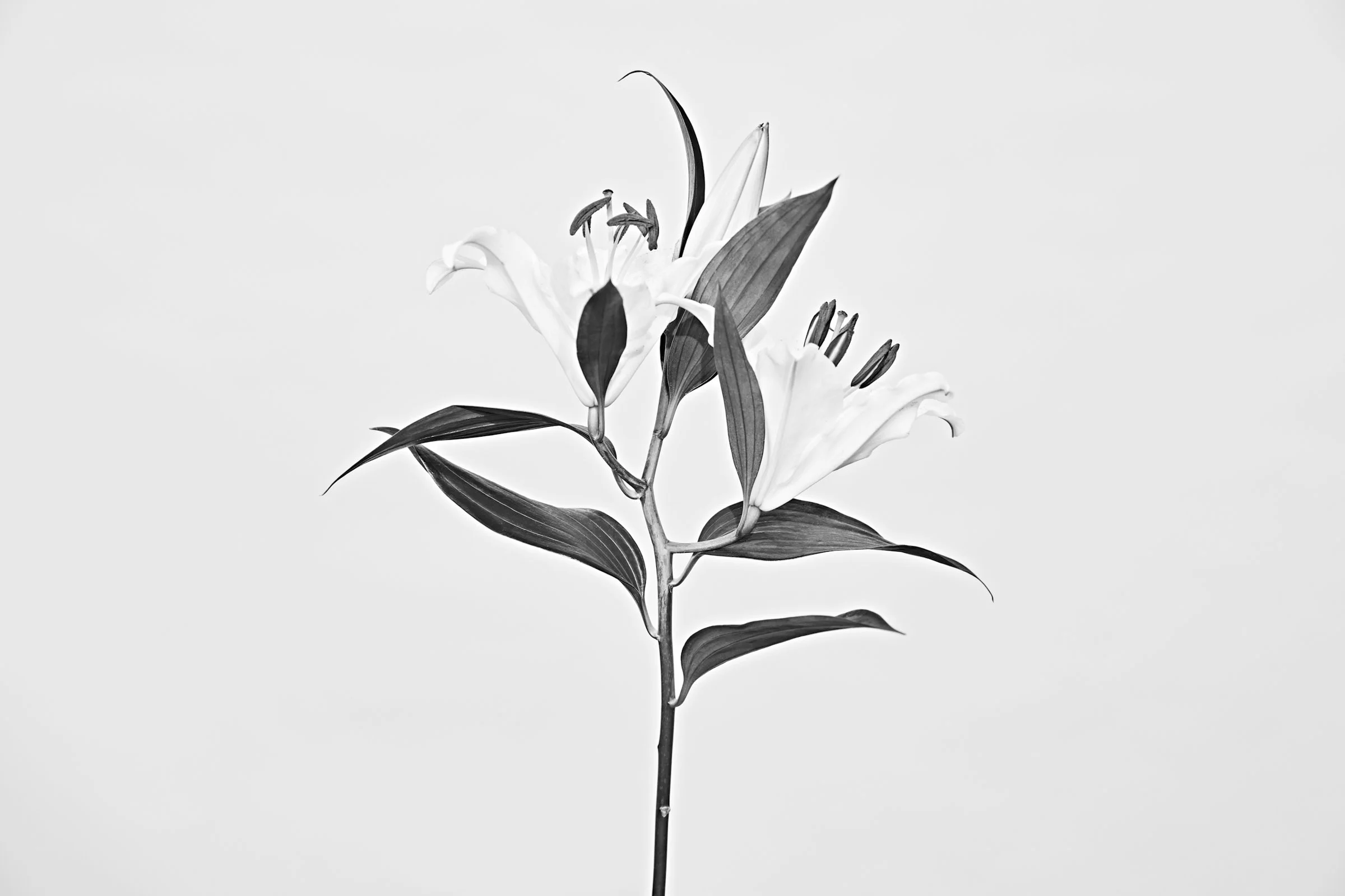 040323_Floris_20_Lily_Shot_Stem_01_22604.jpg