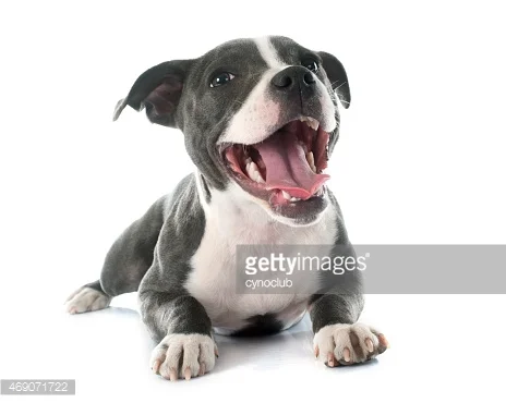 Banning Pitbulls: The Problem with Breed-Specific Legislation