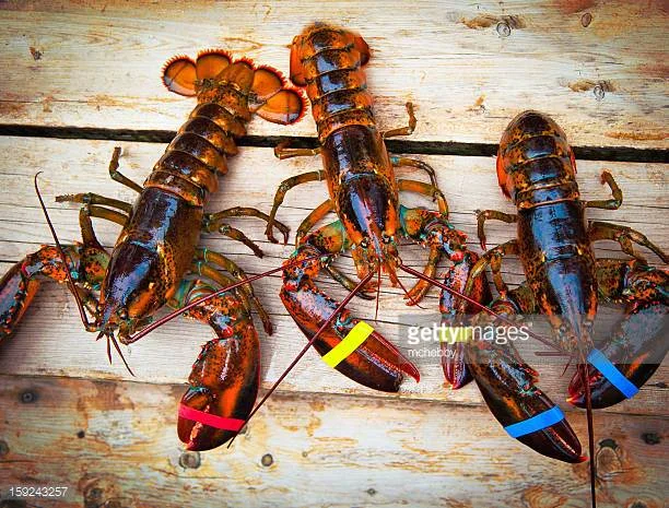 Sweden Claws Back Privileges on Lobsters